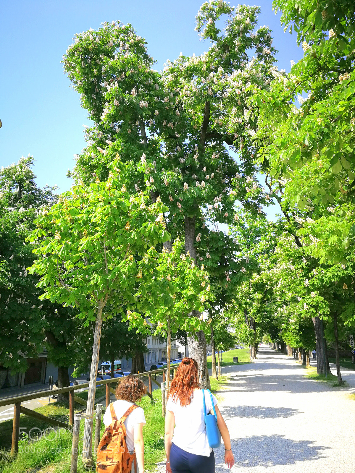 HUAWEI P10 sample photo. Fioritura ippocastani mura treviso photography