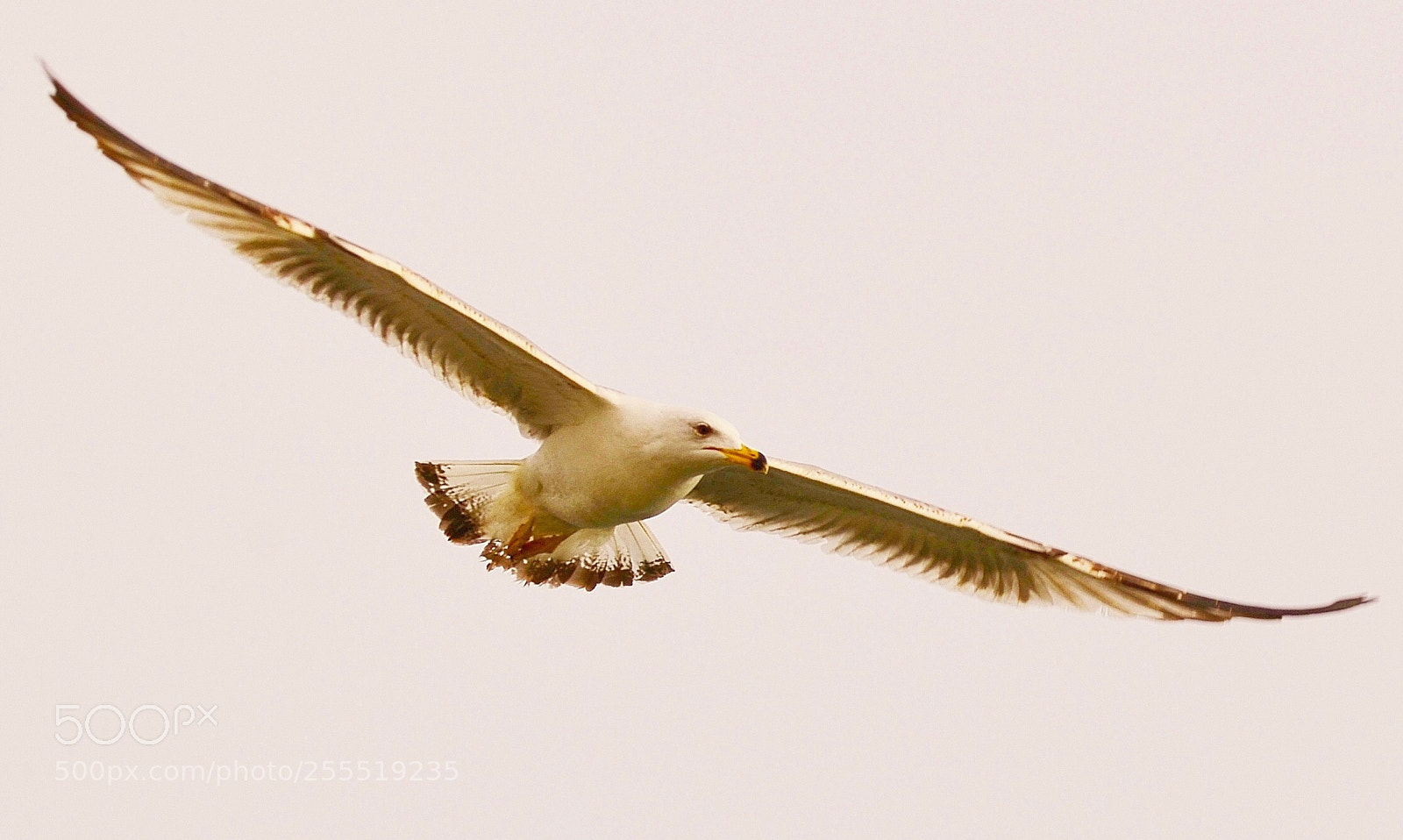 Nikon D7000 sample photo. The king of sky photography