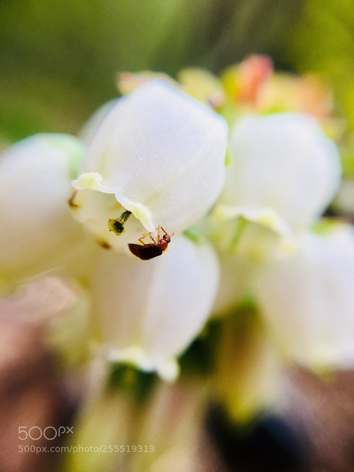 Apple iPhone 6s sample photo. Visitor photography