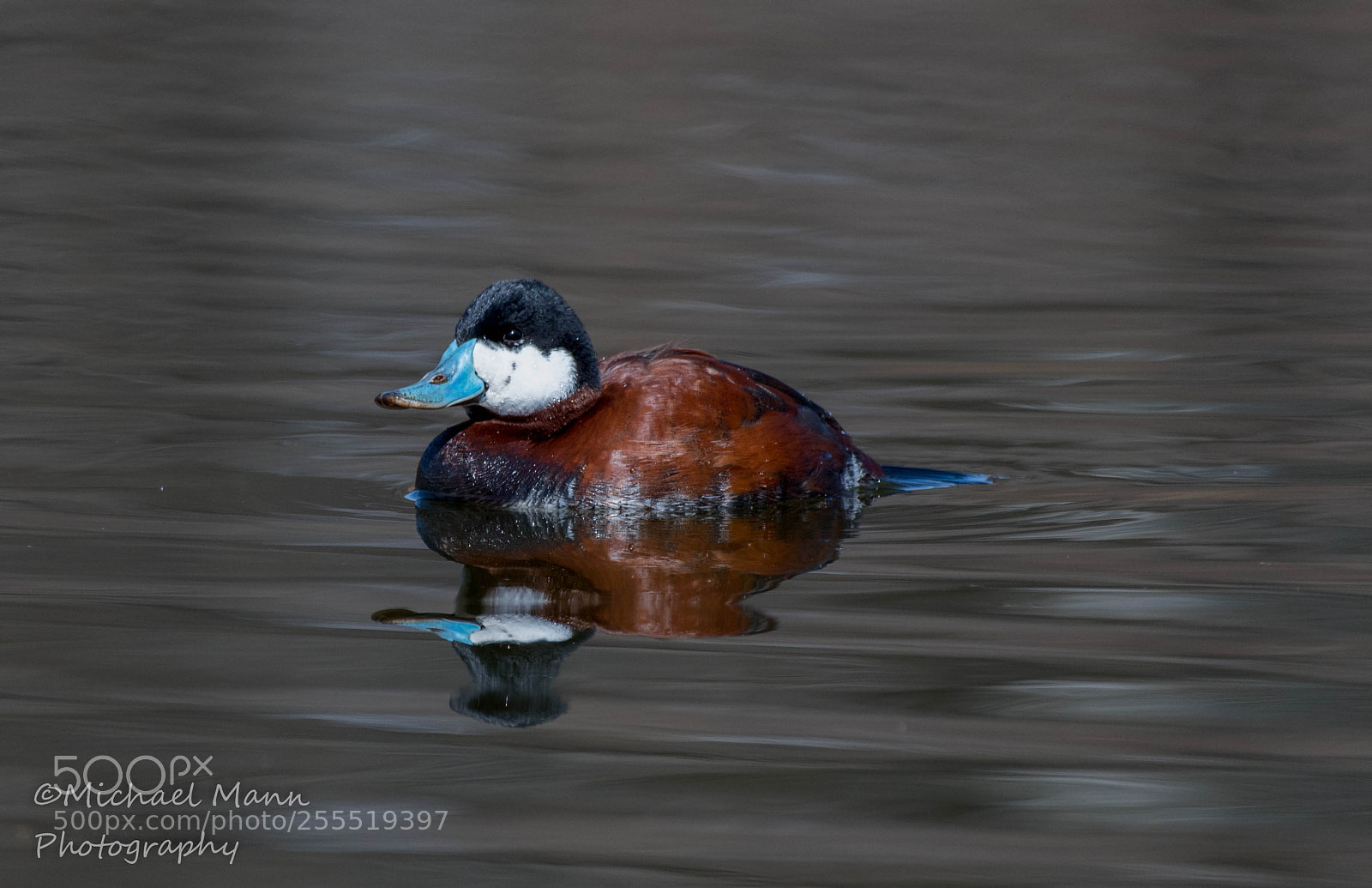 Nikon D850 sample photo. Ruddy duck photography