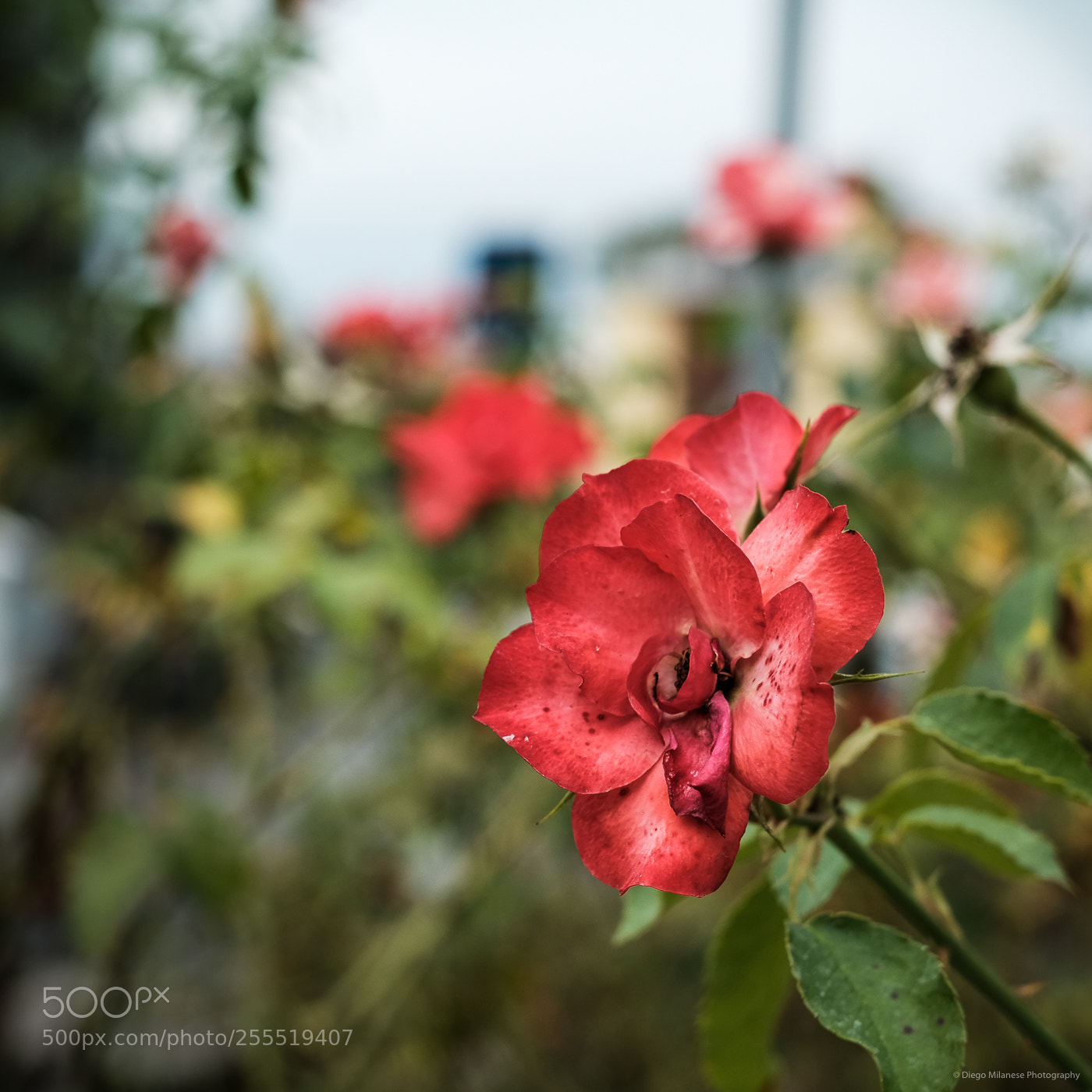 Fujifilm X-T20 sample photo. Red photography
