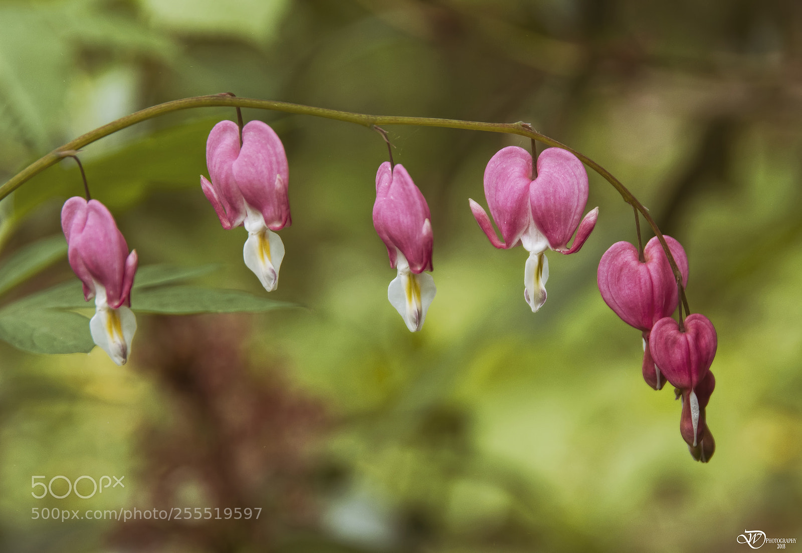 Nikon D500 sample photo. Bleeding heart photography
