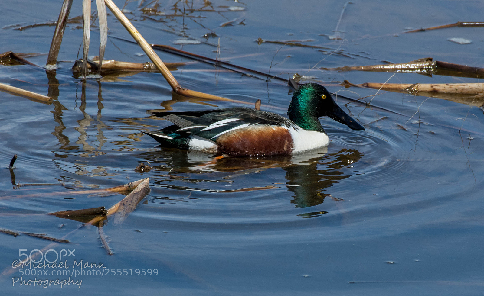 Nikon D850 sample photo. Northern shoveler photography