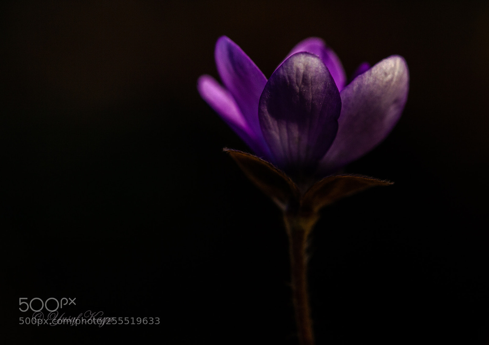 Canon EOS 5D Mark II sample photo. Hepatica nobilis photography