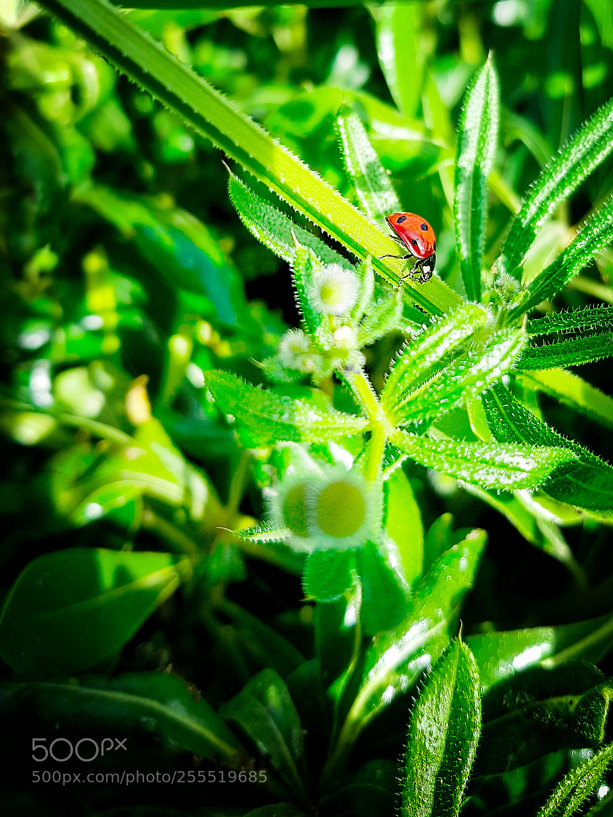 Samsung Galaxy S8+ sample photo. Ladybug lensflare photography