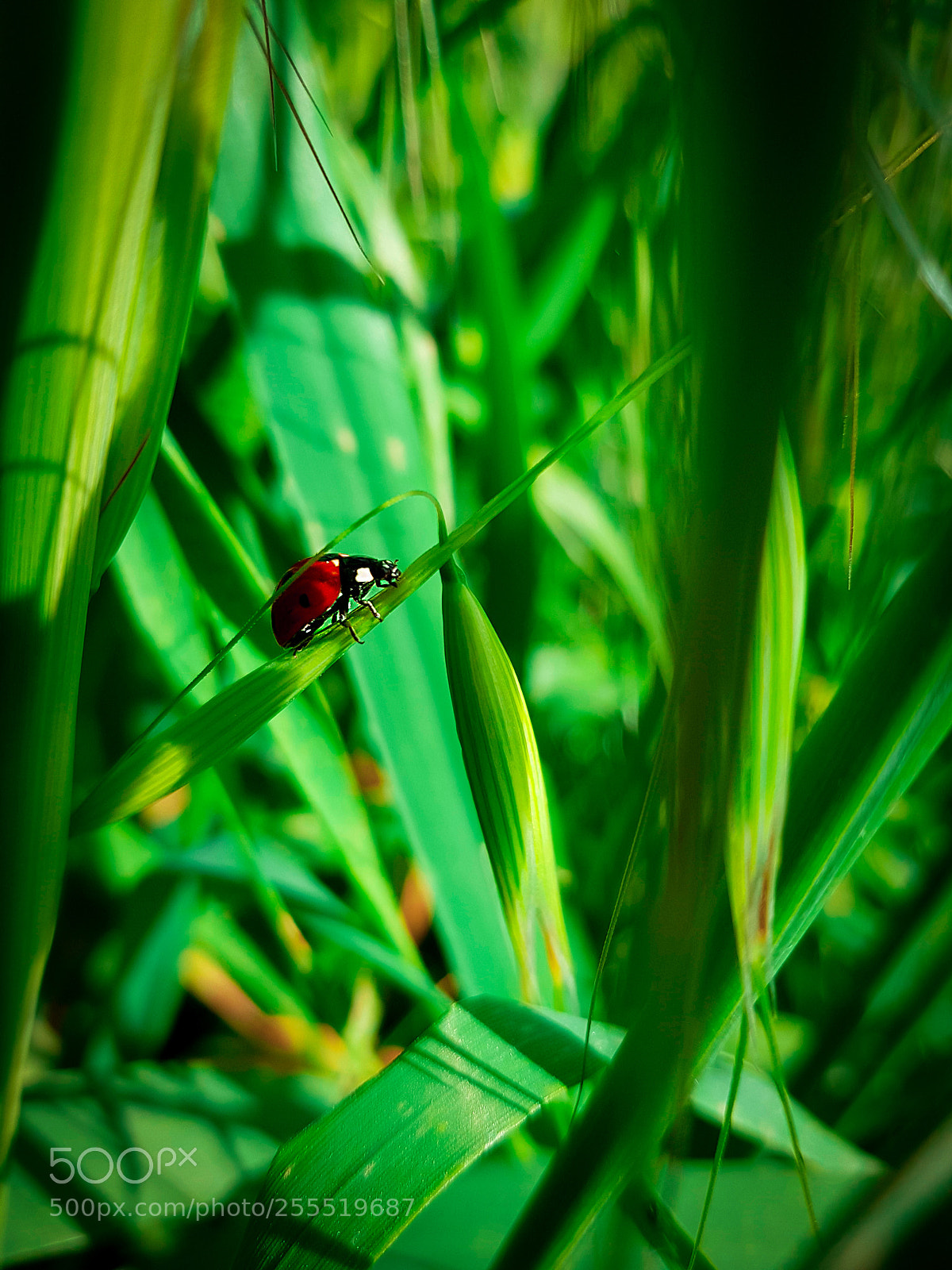 Samsung Galaxy S8+ sample photo. Ladybug lensflare photography