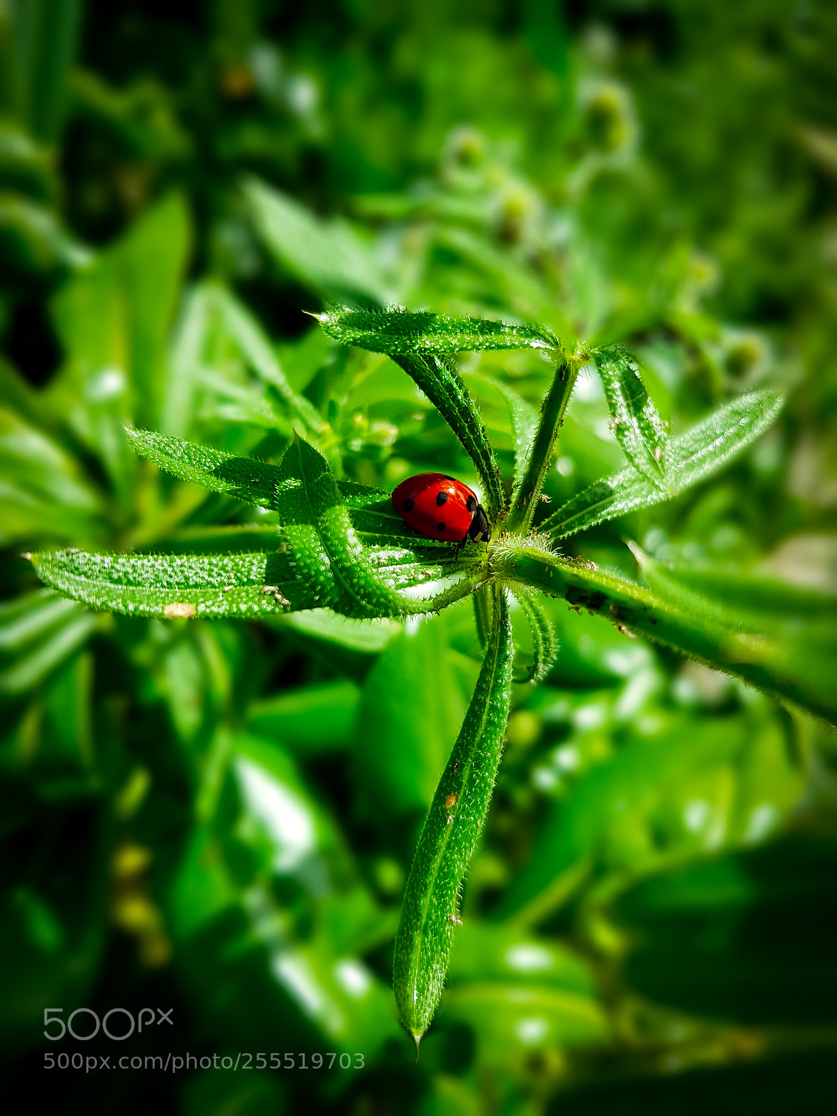 Samsung Galaxy S8+ sample photo. Ladybug lensflare photography