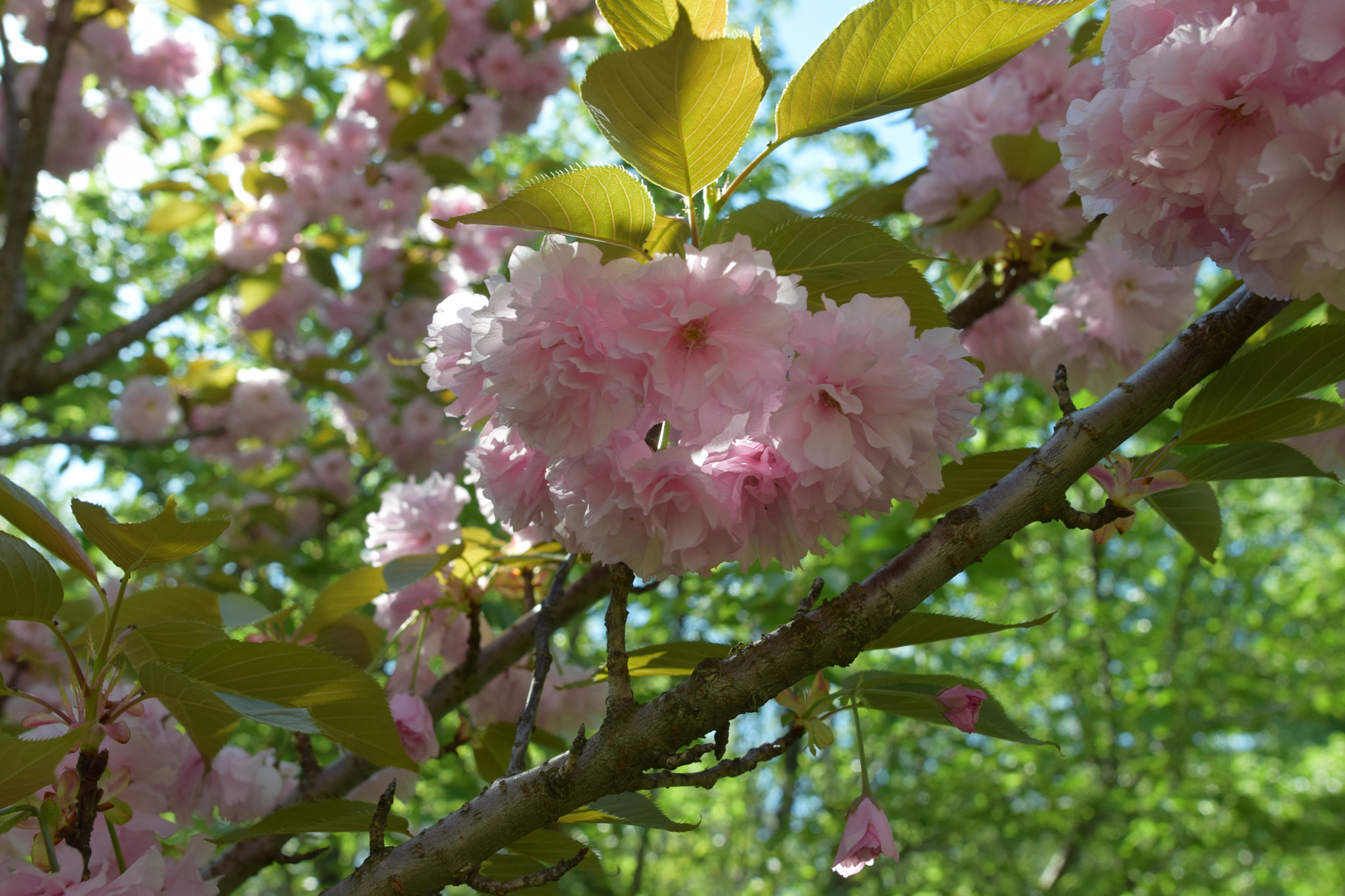 Nikon AF-S Nikkor 20mm F1.8G ED sample photo. Spring photography