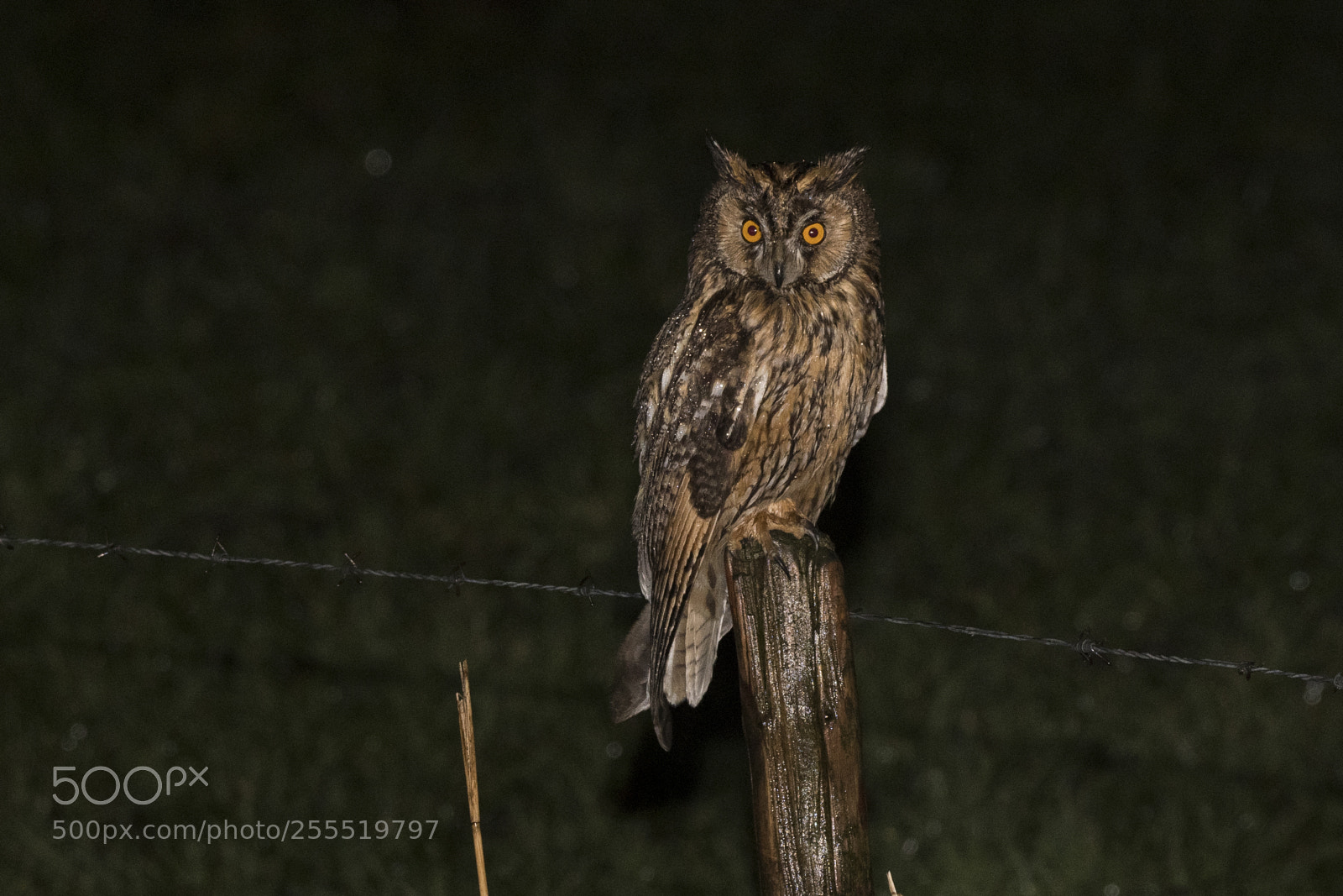 Nikon D500 sample photo. Ransuil - long-eared owl photography