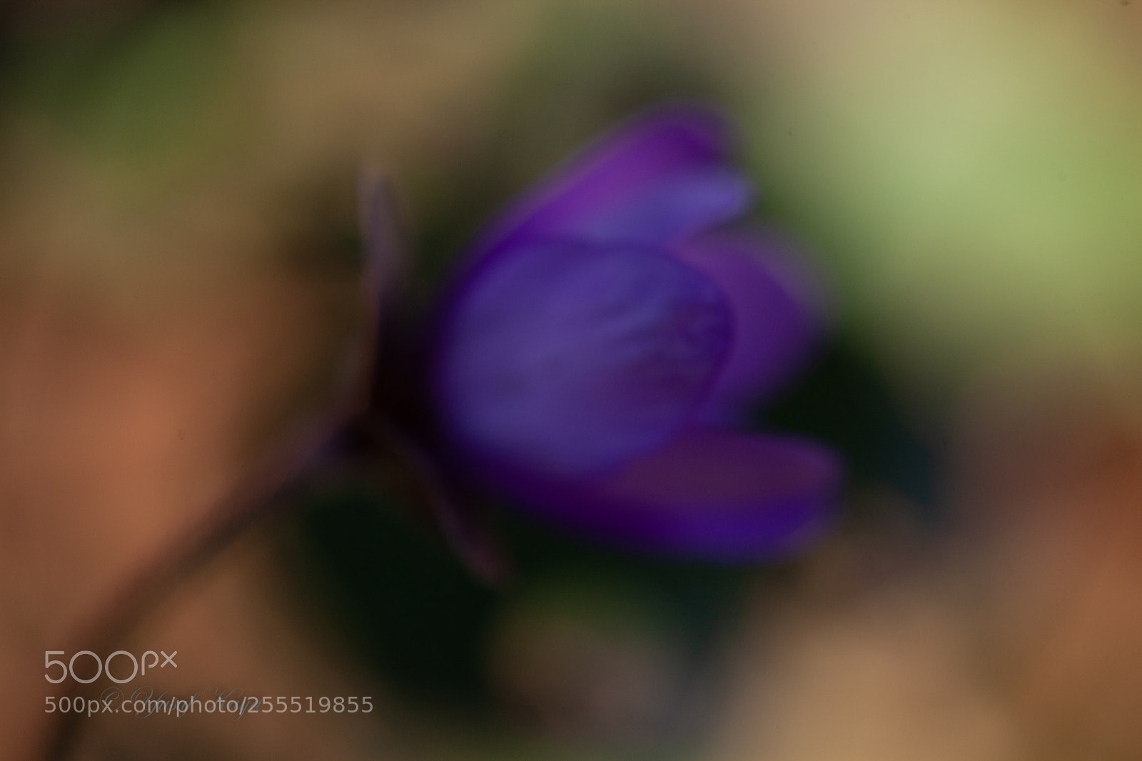 Canon EOS 5D Mark II sample photo. Hepatica nobilis photography