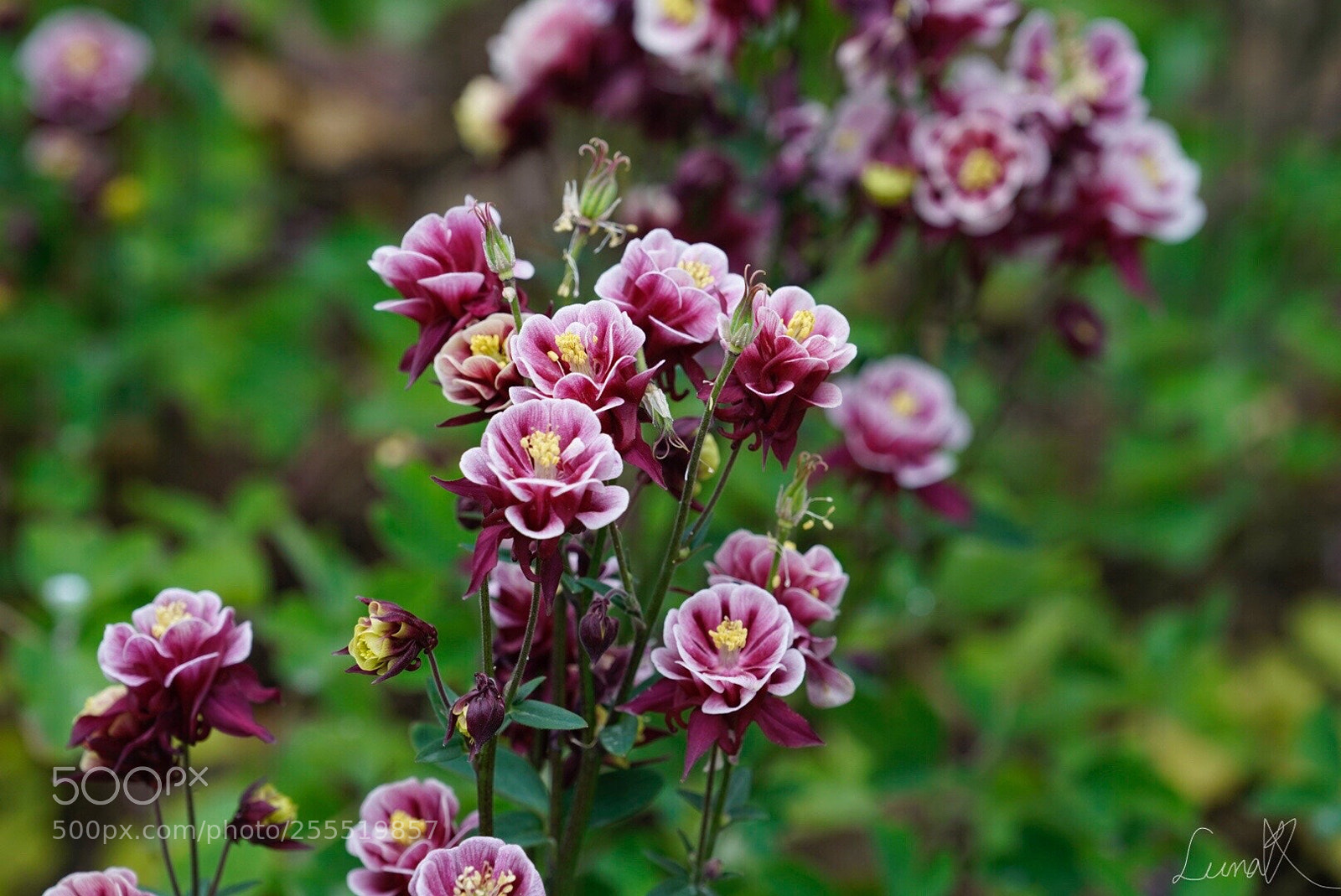 Sony a7R II sample photo. Saturday greetings photography