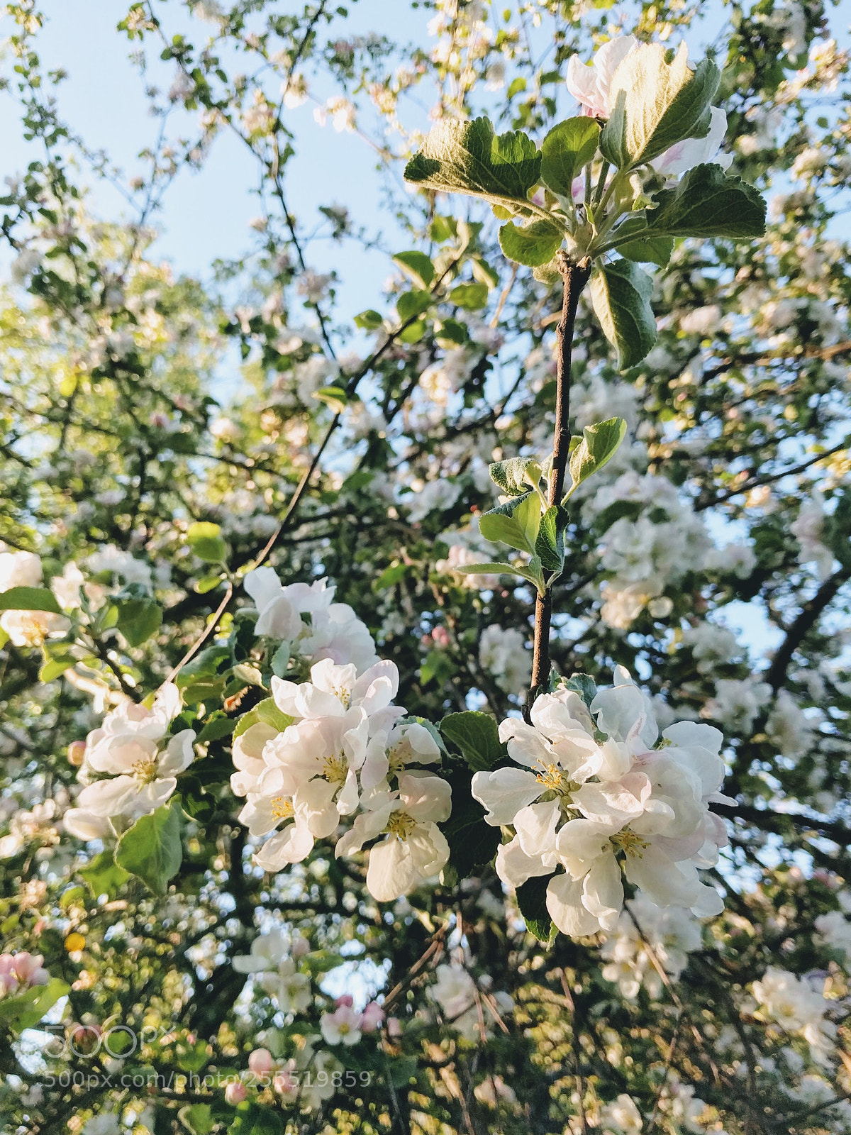 LG Nexus 5X sample photo. Apple tree photography