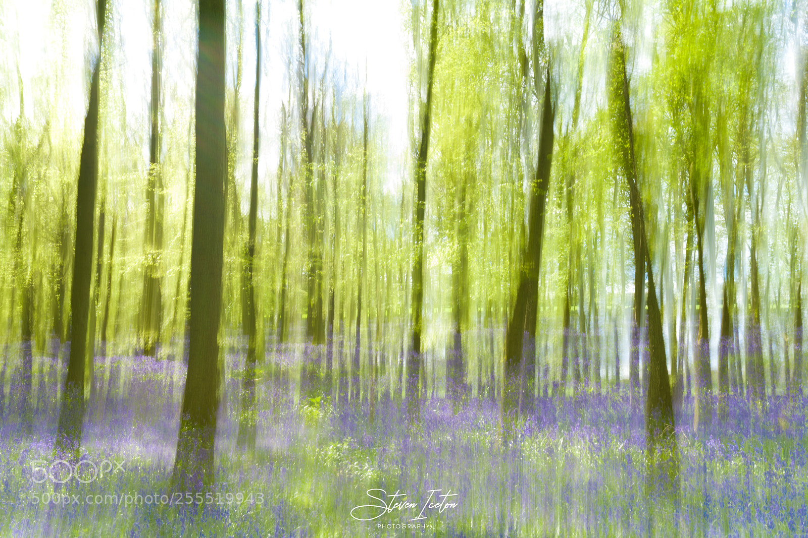 Sony a7R III sample photo. Bluebells icm photography