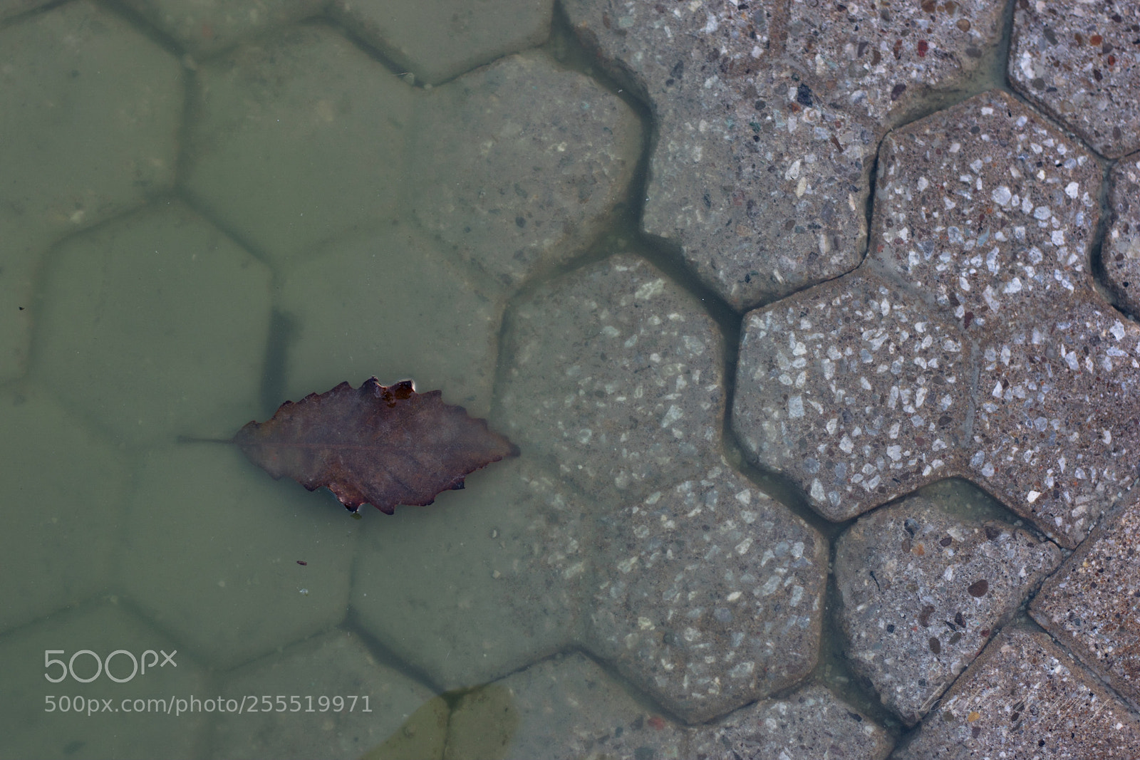 Nikon D3300 sample photo. Leaf in a puddle photography