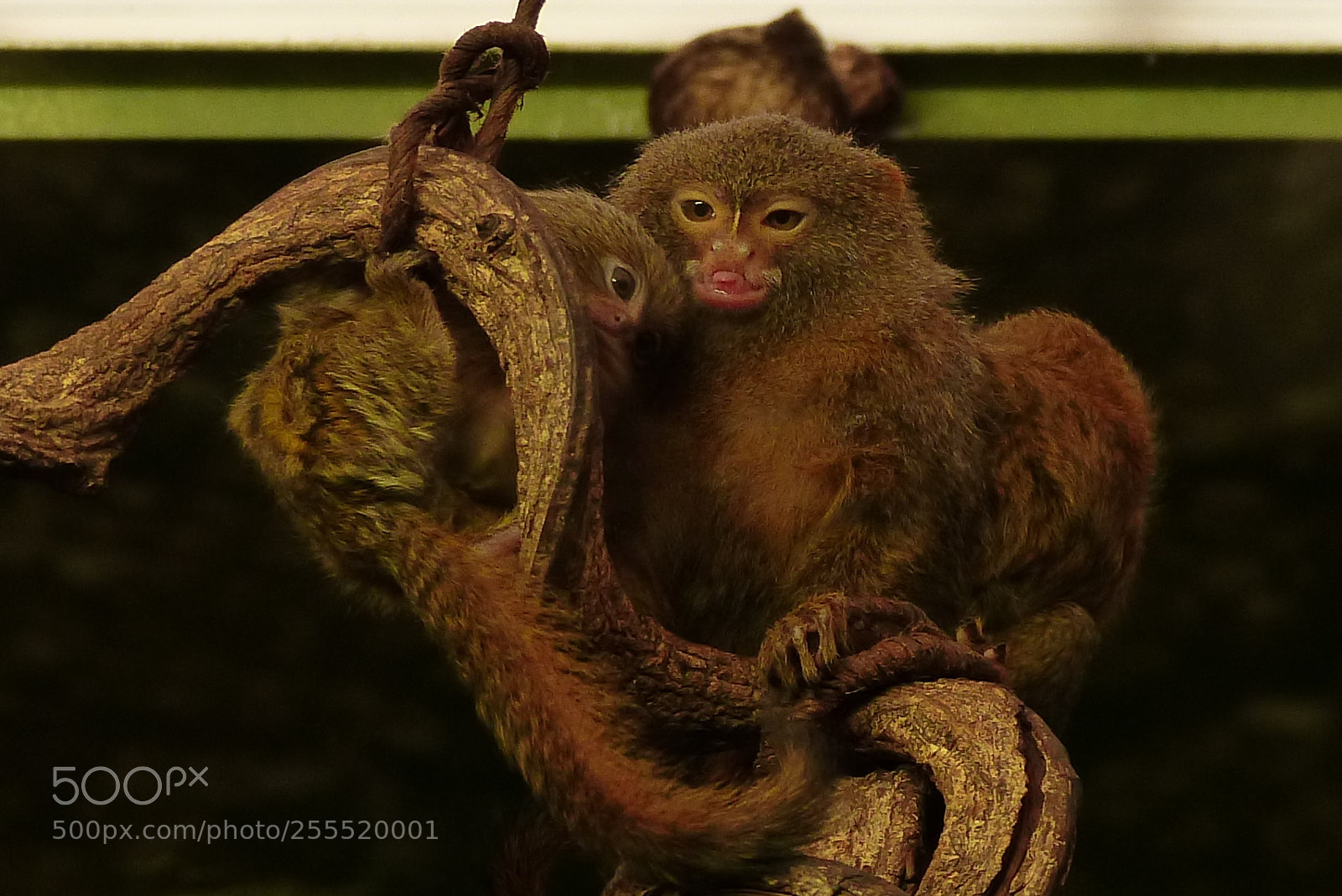 Panasonic Lumix DMC-FZ200 sample photo. Animals 1 photography