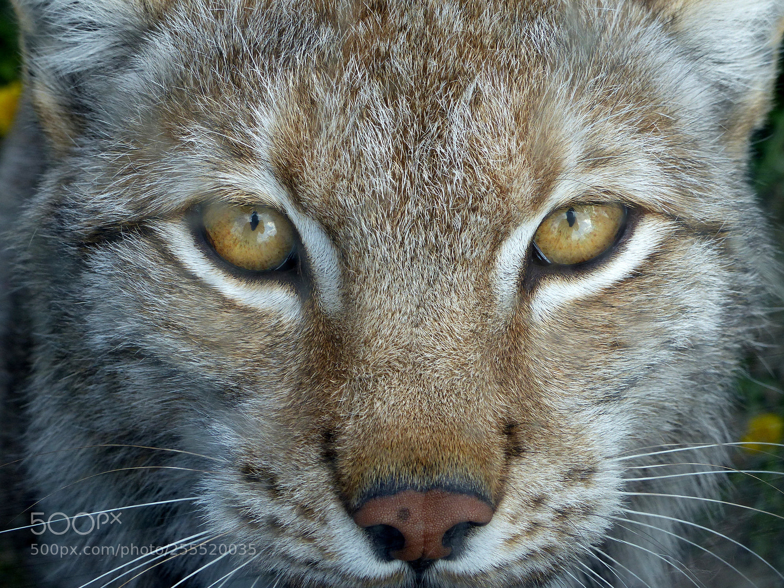 Panasonic Lumix DMC-FZ200 sample photo. Animal 4 (lynx) photography