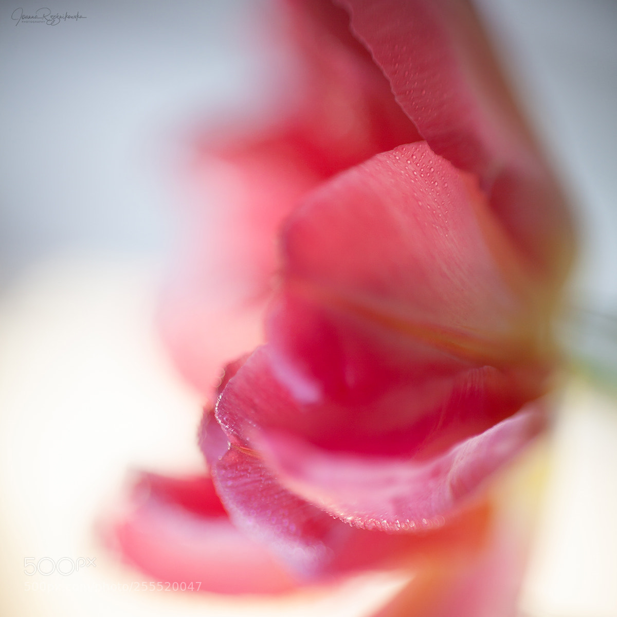 Canon EOS 5D Mark II sample photo. Senses photography