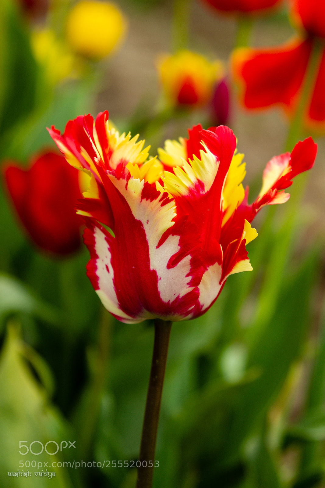 Canon EOS 600D (Rebel EOS T3i / EOS Kiss X5) sample photo. Fringe petal tulip photography
