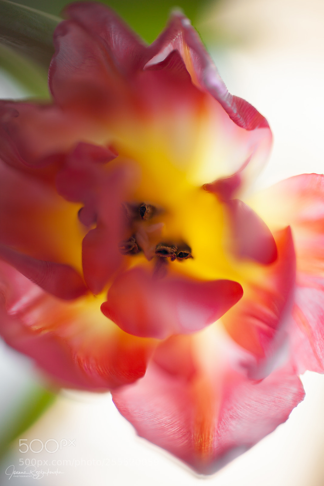 Canon EOS 5D Mark II sample photo. Senses photography