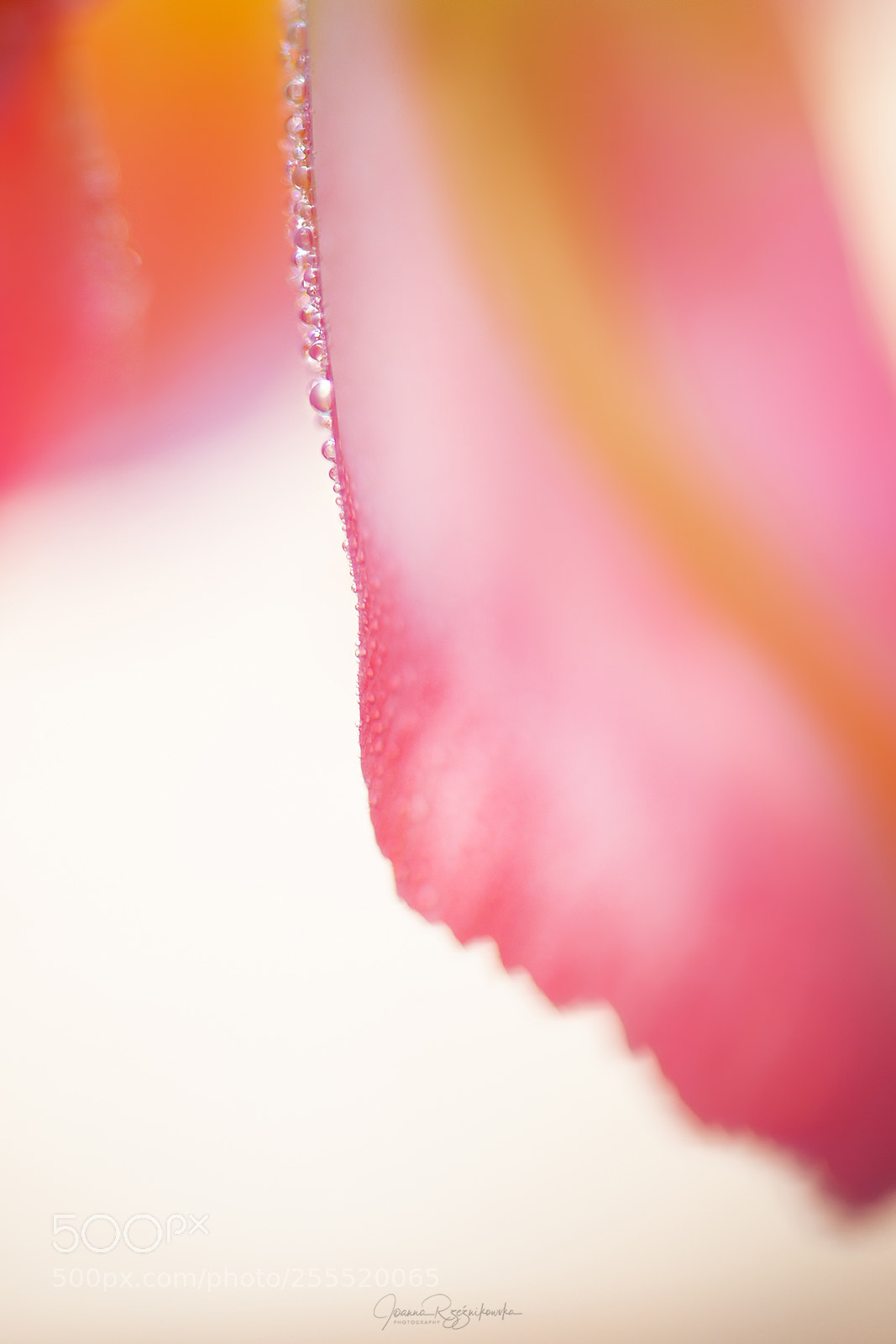 Canon EOS 5D Mark II sample photo. Senses photography