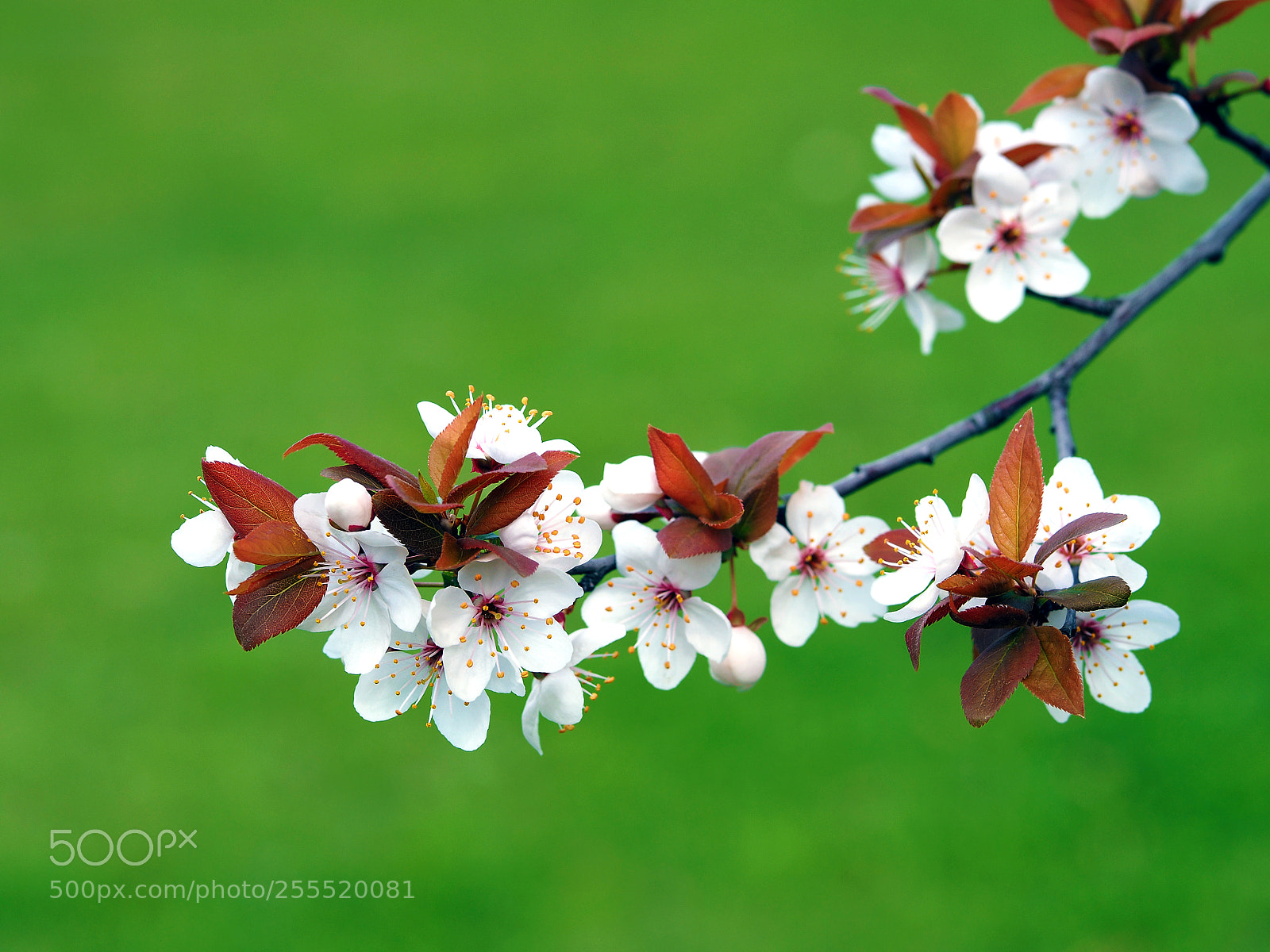 Olympus OM-D E-M10 sample photo. Spring flowering photography