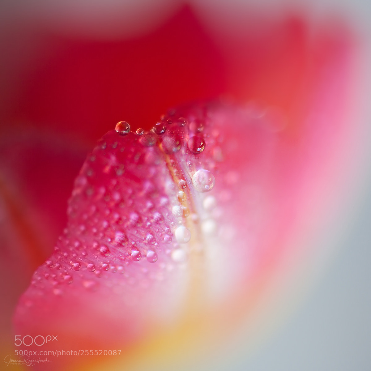 Canon EOS 5D Mark II sample photo. Senses photography