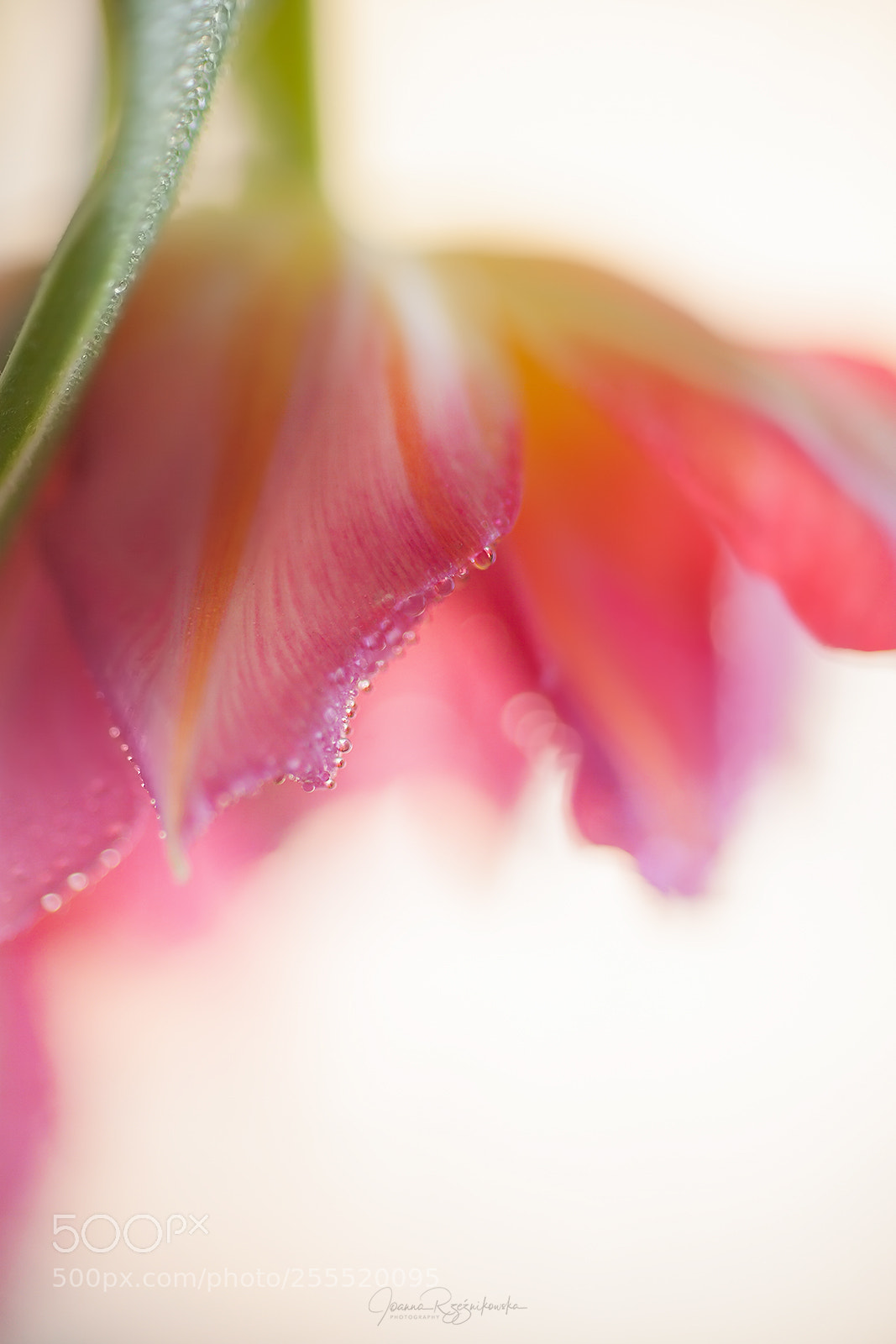 Canon EOS 5D Mark II sample photo. Senses photography