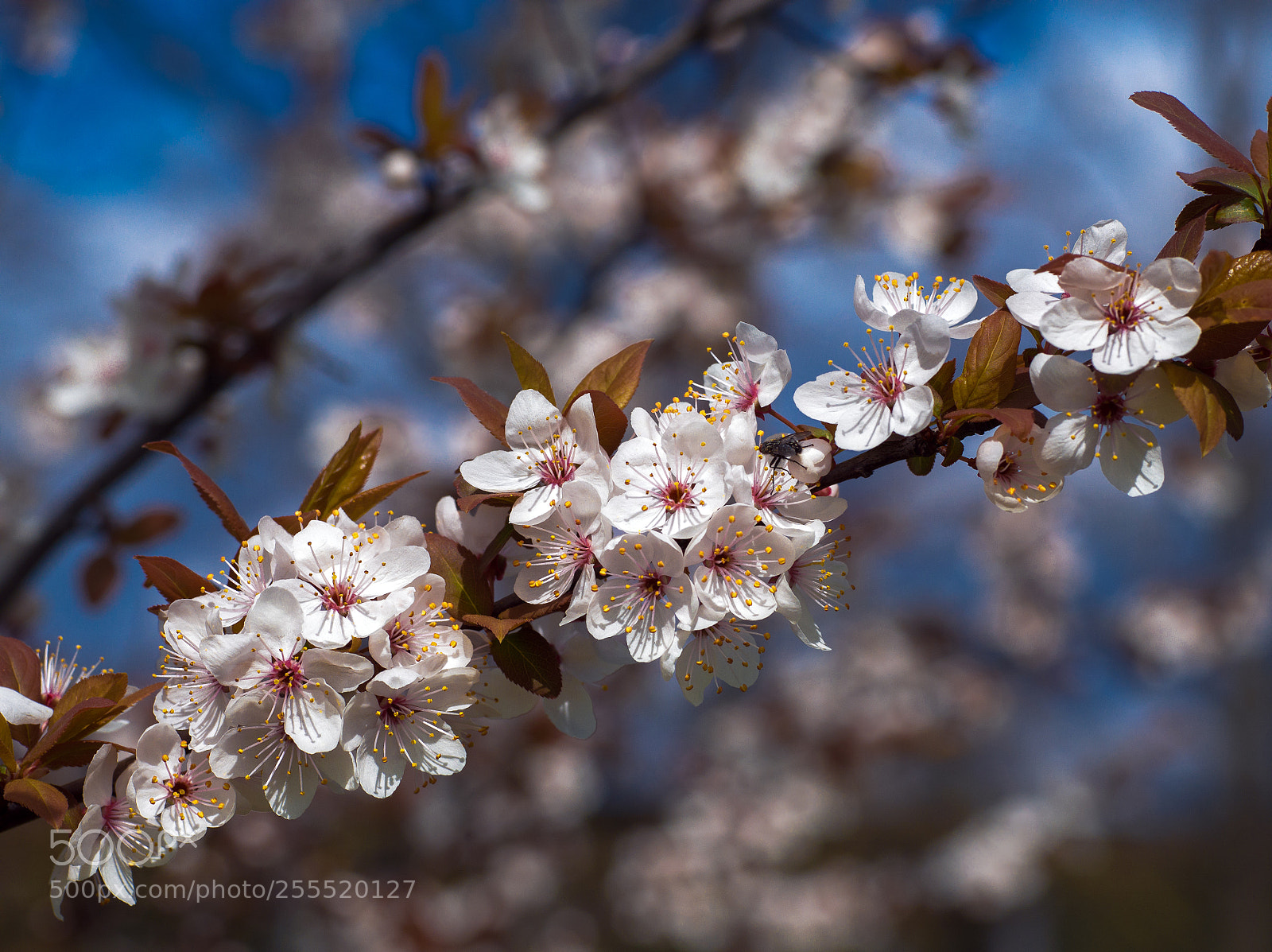 Olympus OM-D E-M10 sample photo. Spring photography