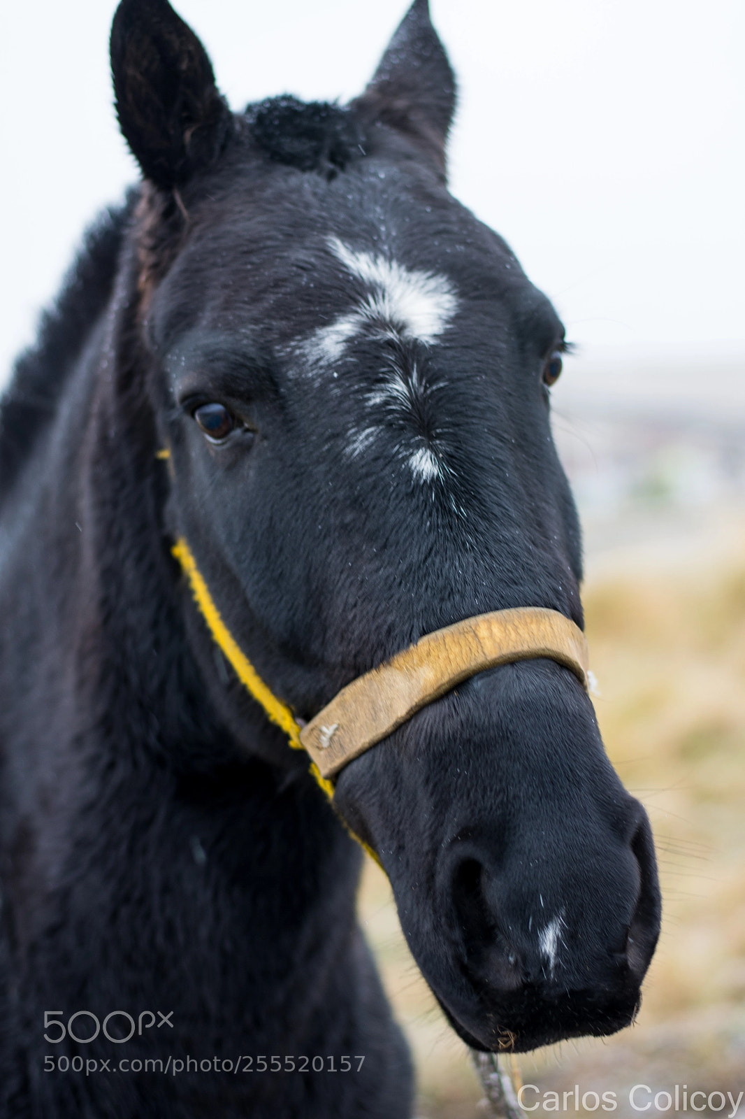Nikon D7200 sample photo. Caballo photography