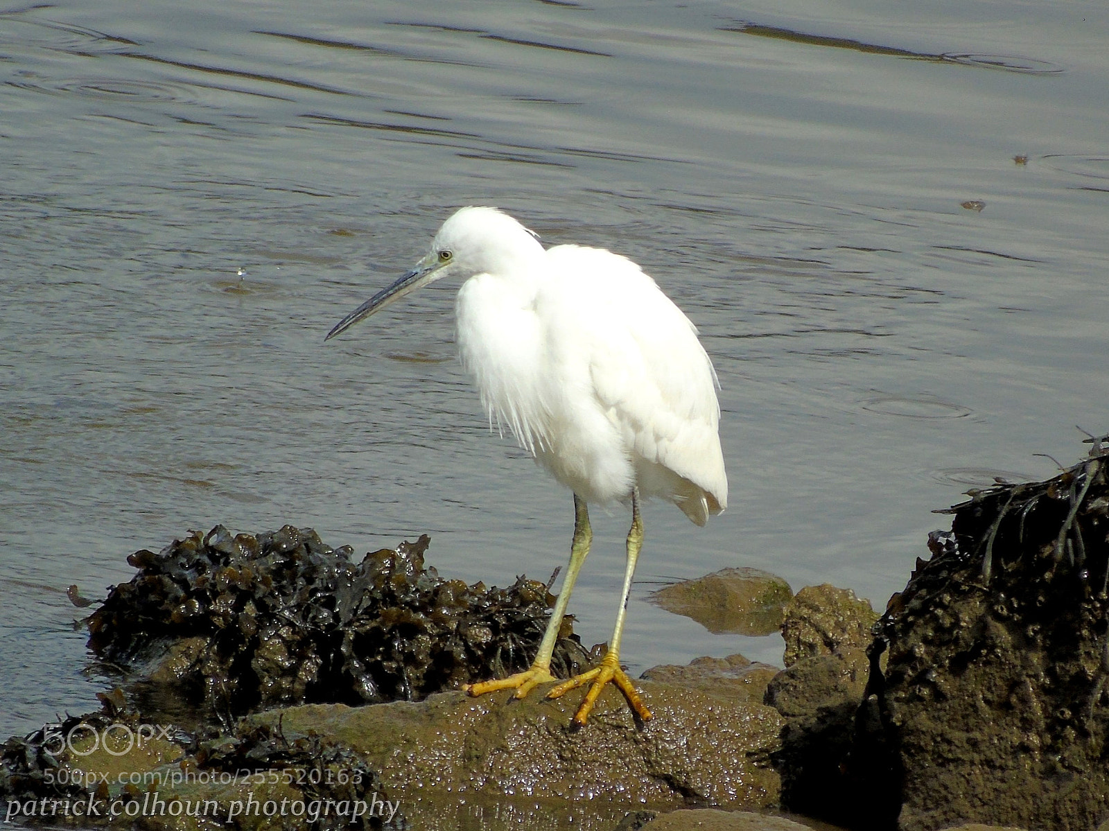 Sony Cyber-shot DSC-H400 sample photo. Little egret photography