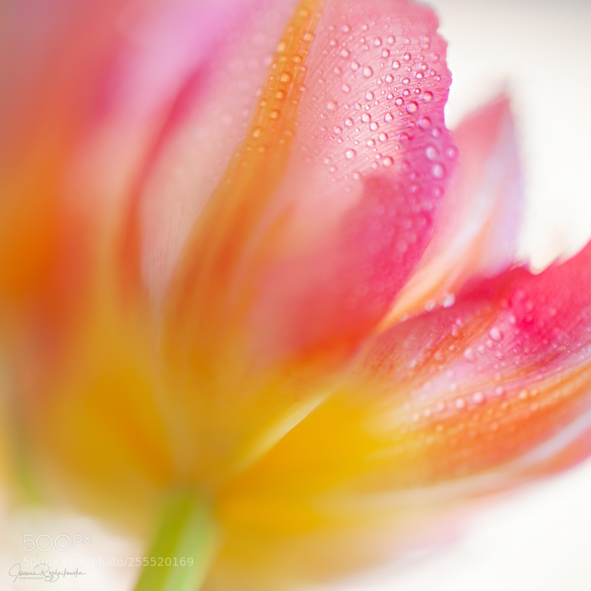Canon EOS 5D Mark II sample photo. Senses photography