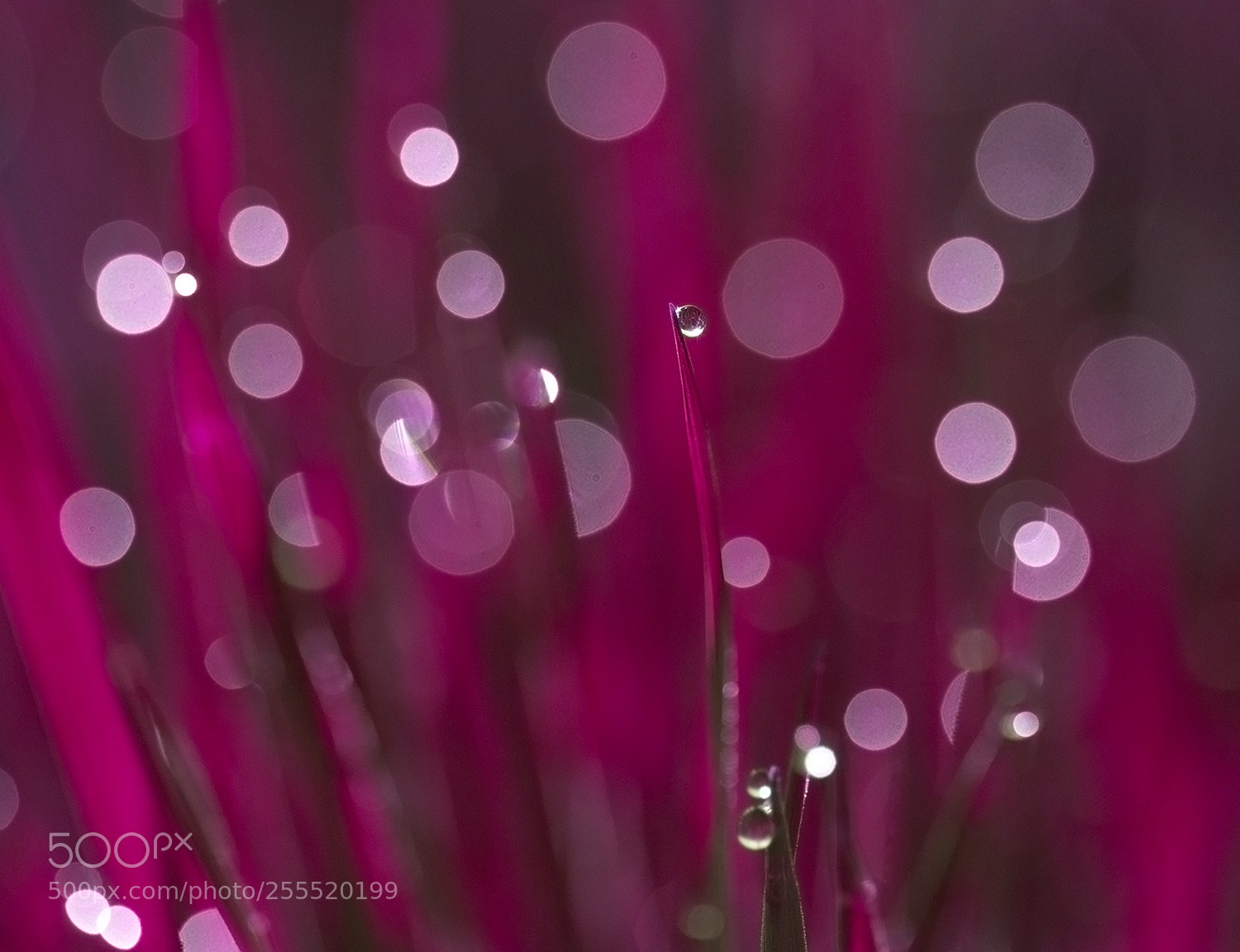 Canon EOS 6D sample photo. Purple photography