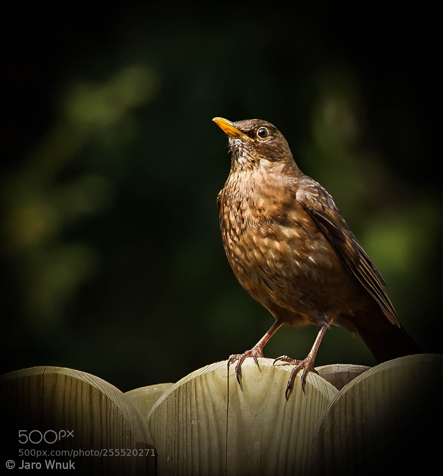 Sony a7 II sample photo. Ptak, bird photography