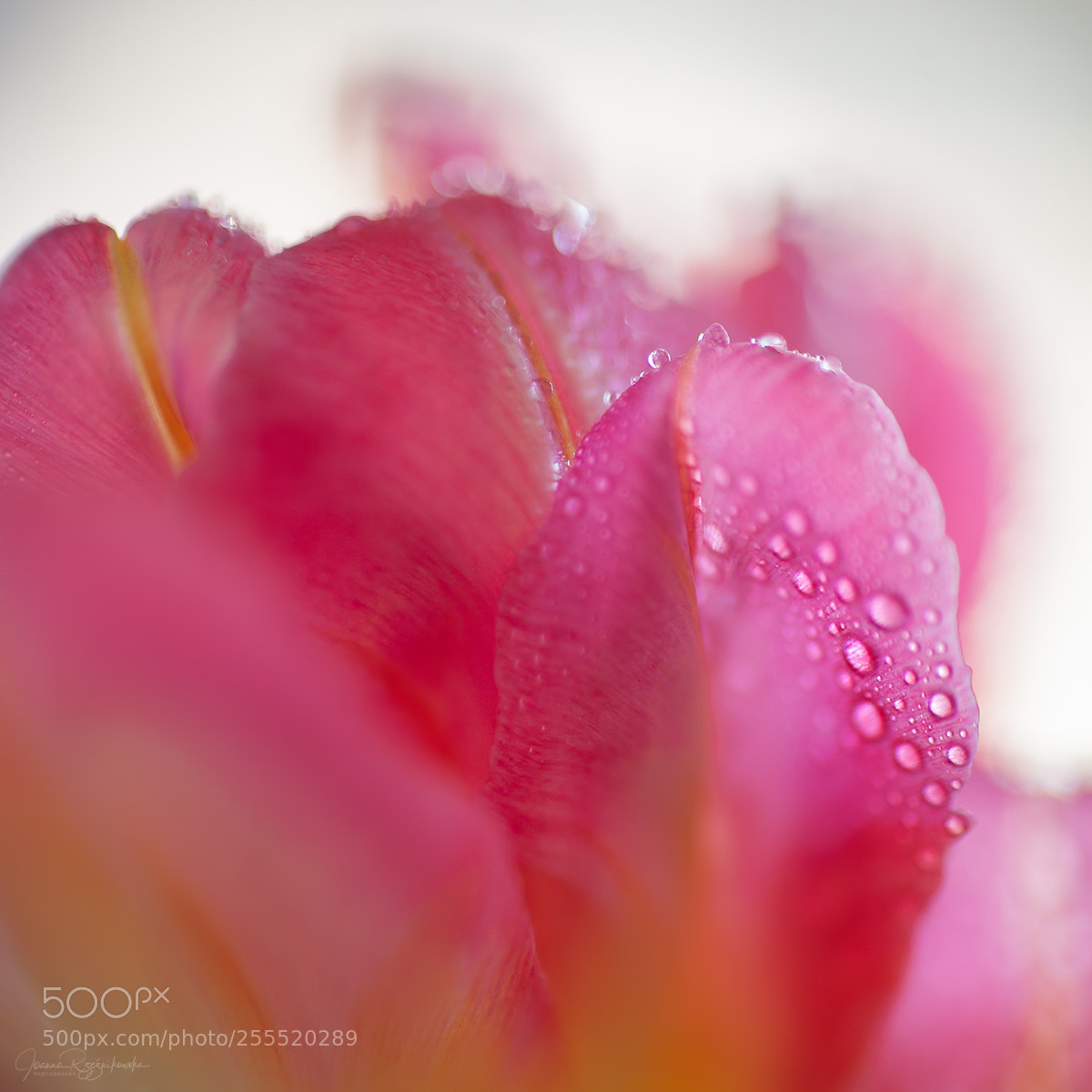 Canon EOS 5D Mark II sample photo. Senses photography