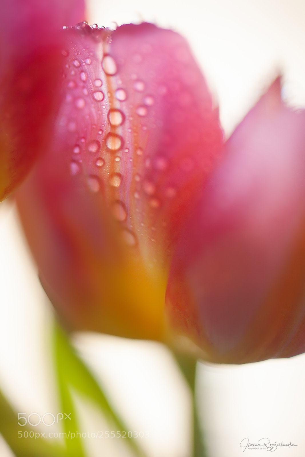 Canon EOS 5D Mark II sample photo. Senses photography