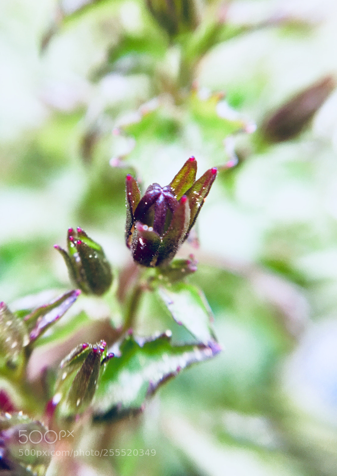 Apple iPhone 6s sample photo. Purple haze  photography