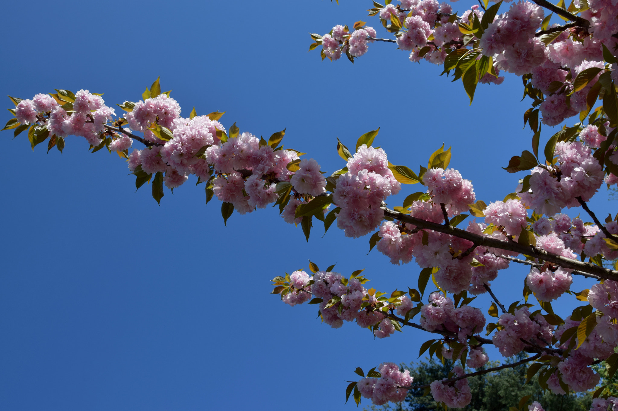 Nikon AF-S Nikkor 20mm F1.8G ED sample photo. Details photography