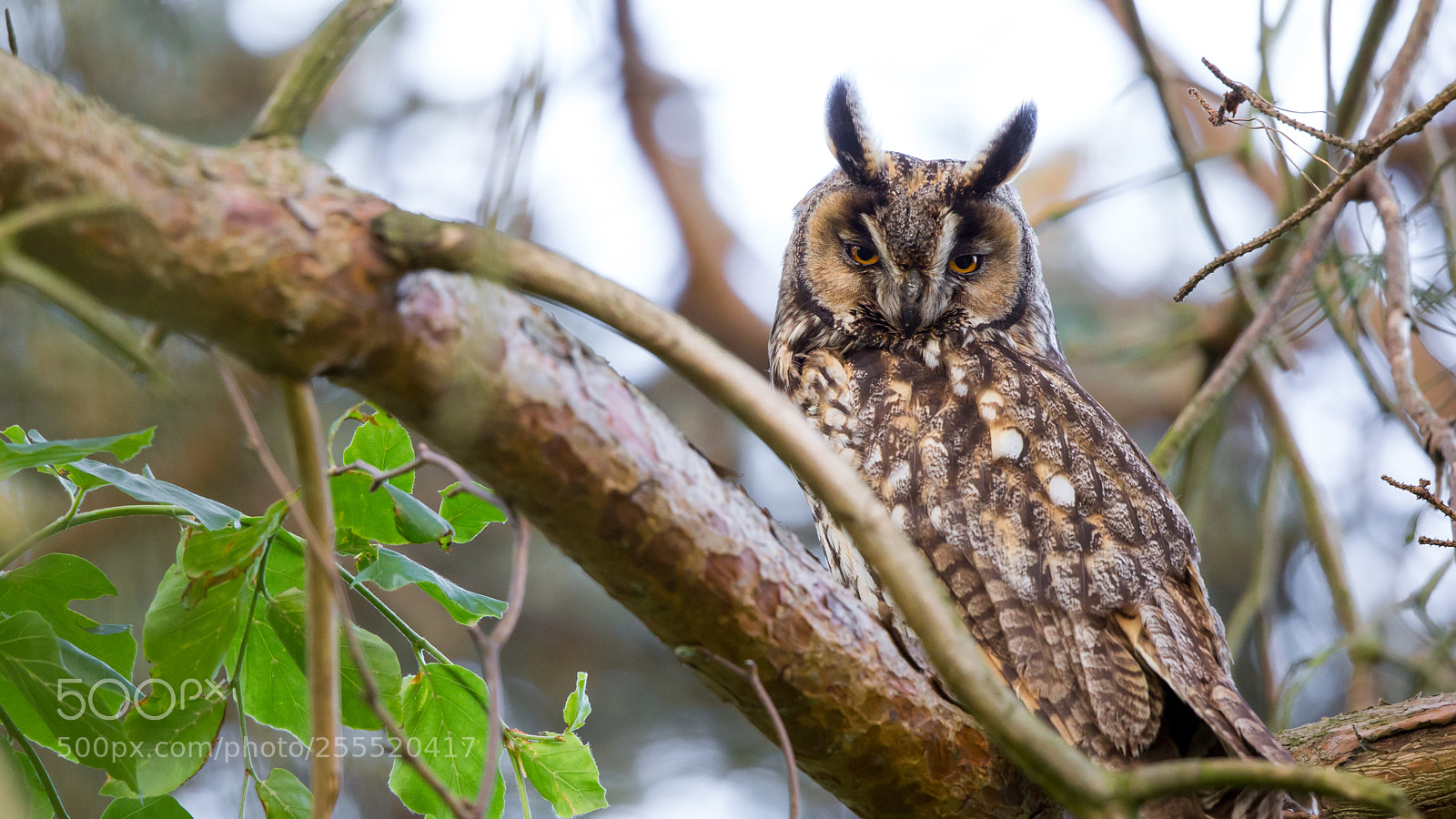 Canon EOS 6D sample photo. Hibou moyen-duc photography