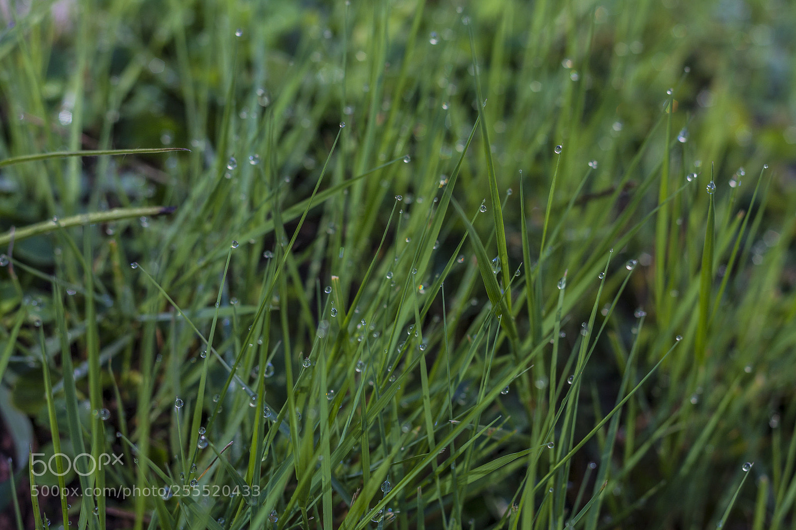 Canon EOS 1100D (EOS Rebel T3 / EOS Kiss X50) sample photo. Morning dew photography