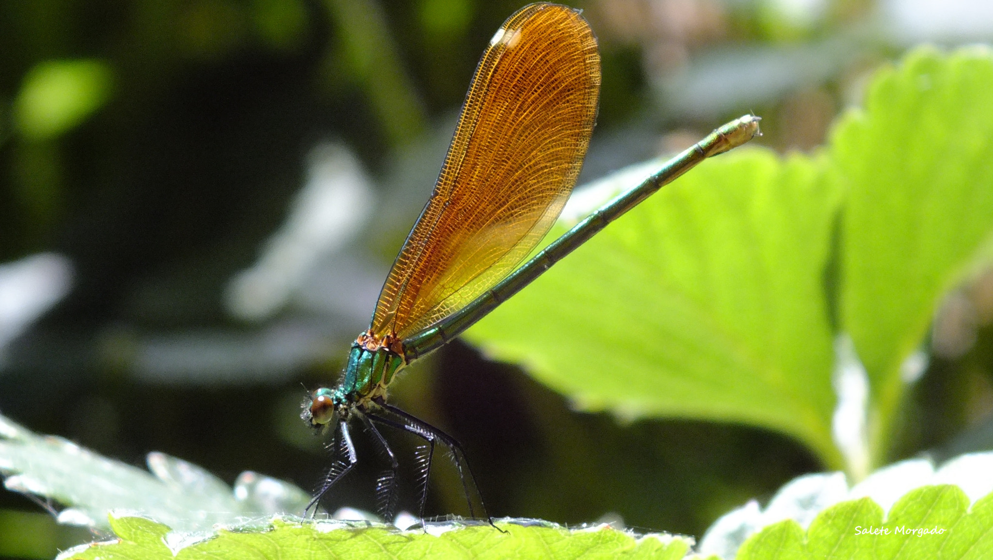 Fujifilm FinePix HS30EXR sample photo. Libelinha calopteryx virgo photography