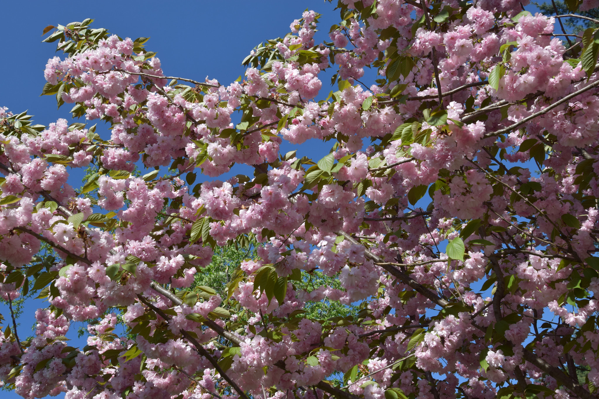 Nikon D5300 + Nikon AF-S Nikkor 20mm F1.8G ED sample photo. Spring signs photography