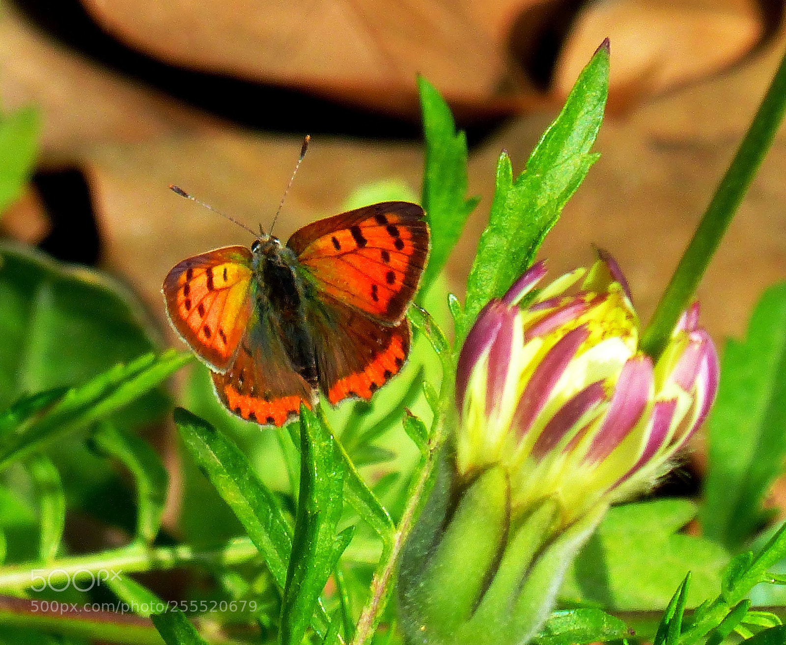 Panasonic Lumix DMC-FZ200 sample photo. Lycaena phlaeas 2 photography