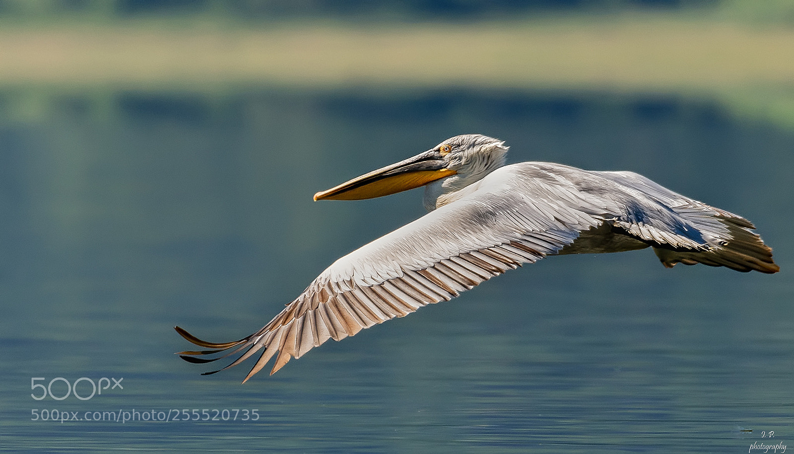 Nikon D7200 sample photo. Dalmatian pelican photography