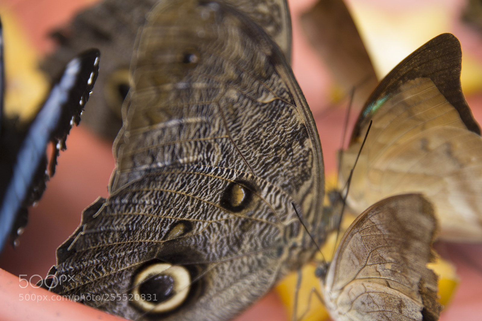 Canon EOS 60D sample photo. Butterflies photography