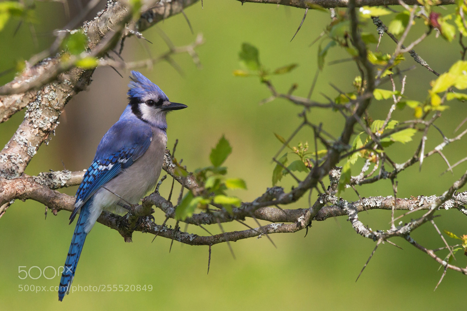 Canon EOS-1D Mark IV sample photo. Geai bleu / blue jay photography