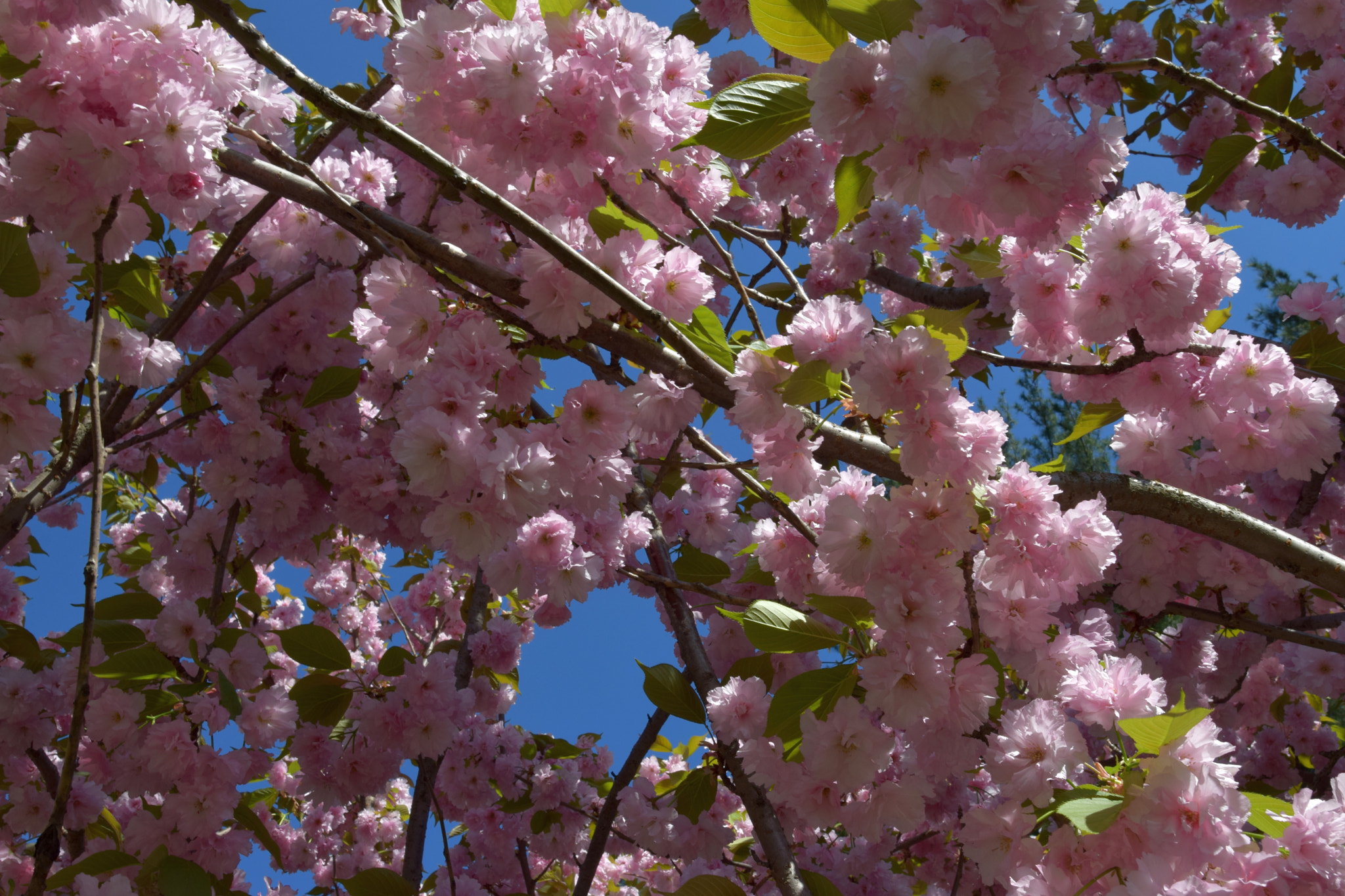 Nikon AF-S Nikkor 20mm F1.8G ED sample photo. Spring photography