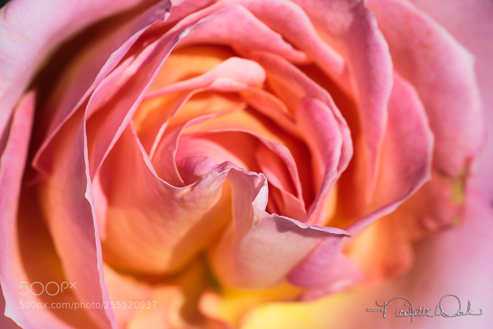 Canon EOS 6D sample photo. Mesmerized photography