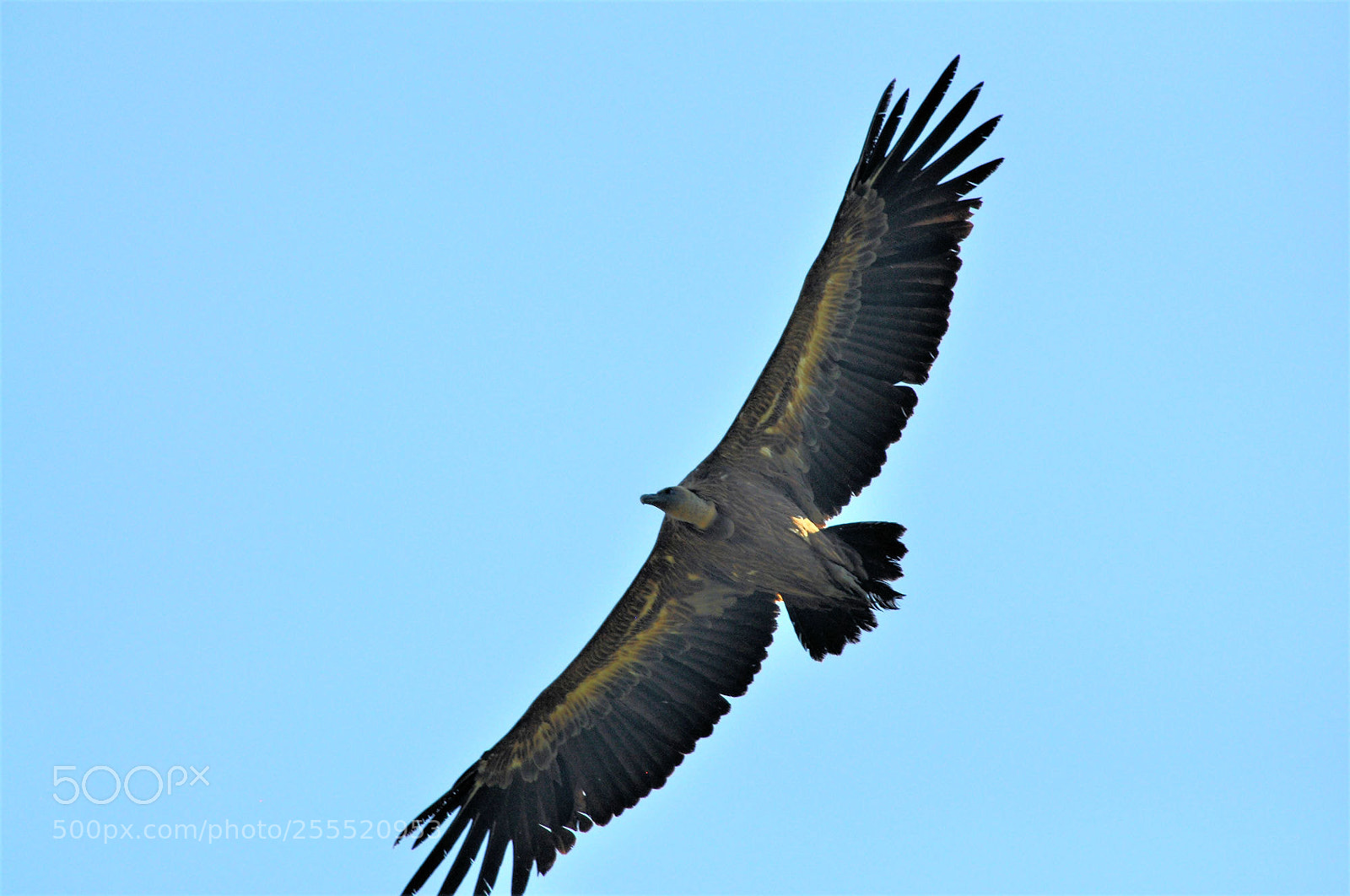 Nikon D90 sample photo. Vulture photography