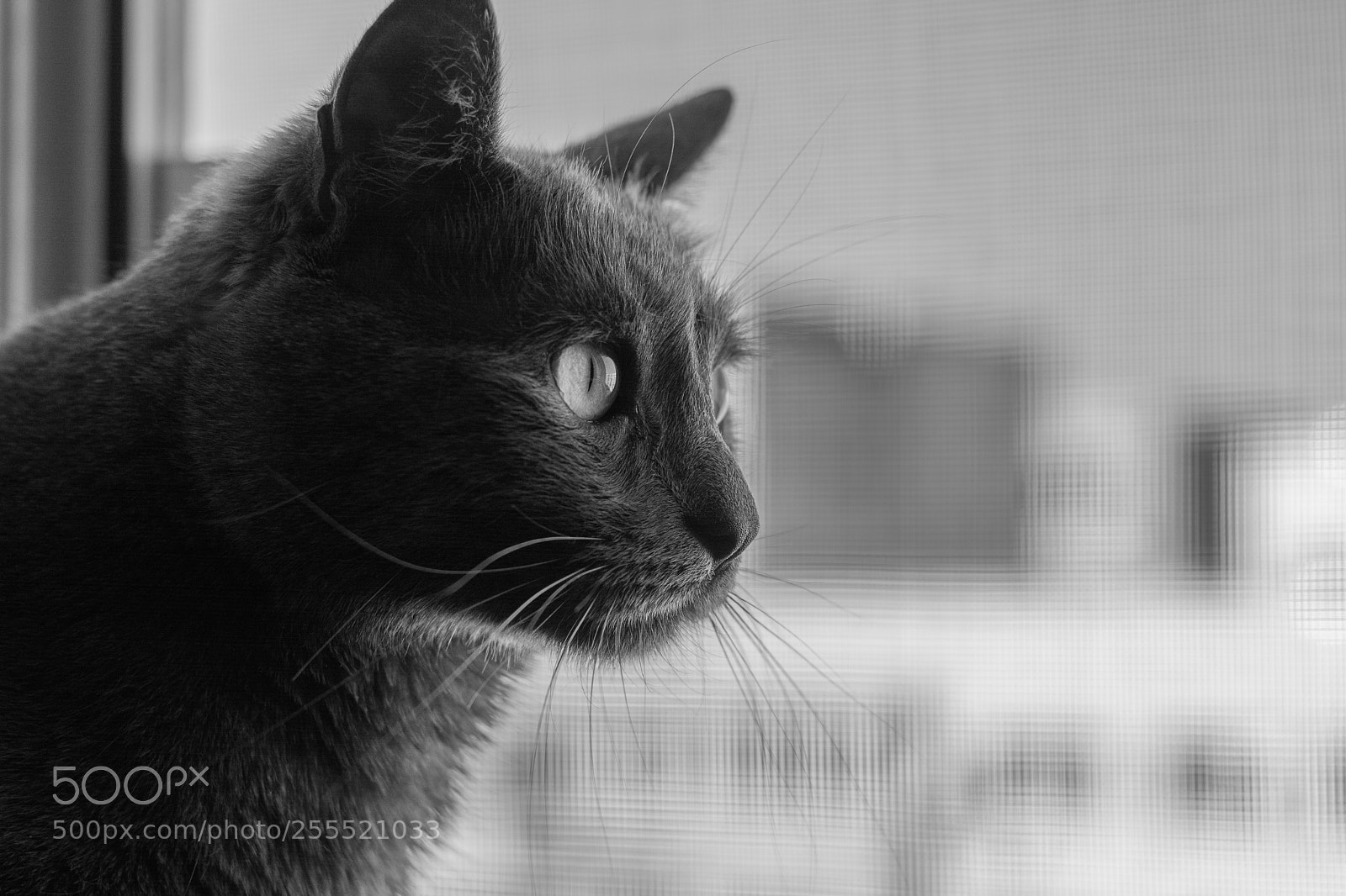 Nikon D5200 sample photo. Boris birdwatching photography