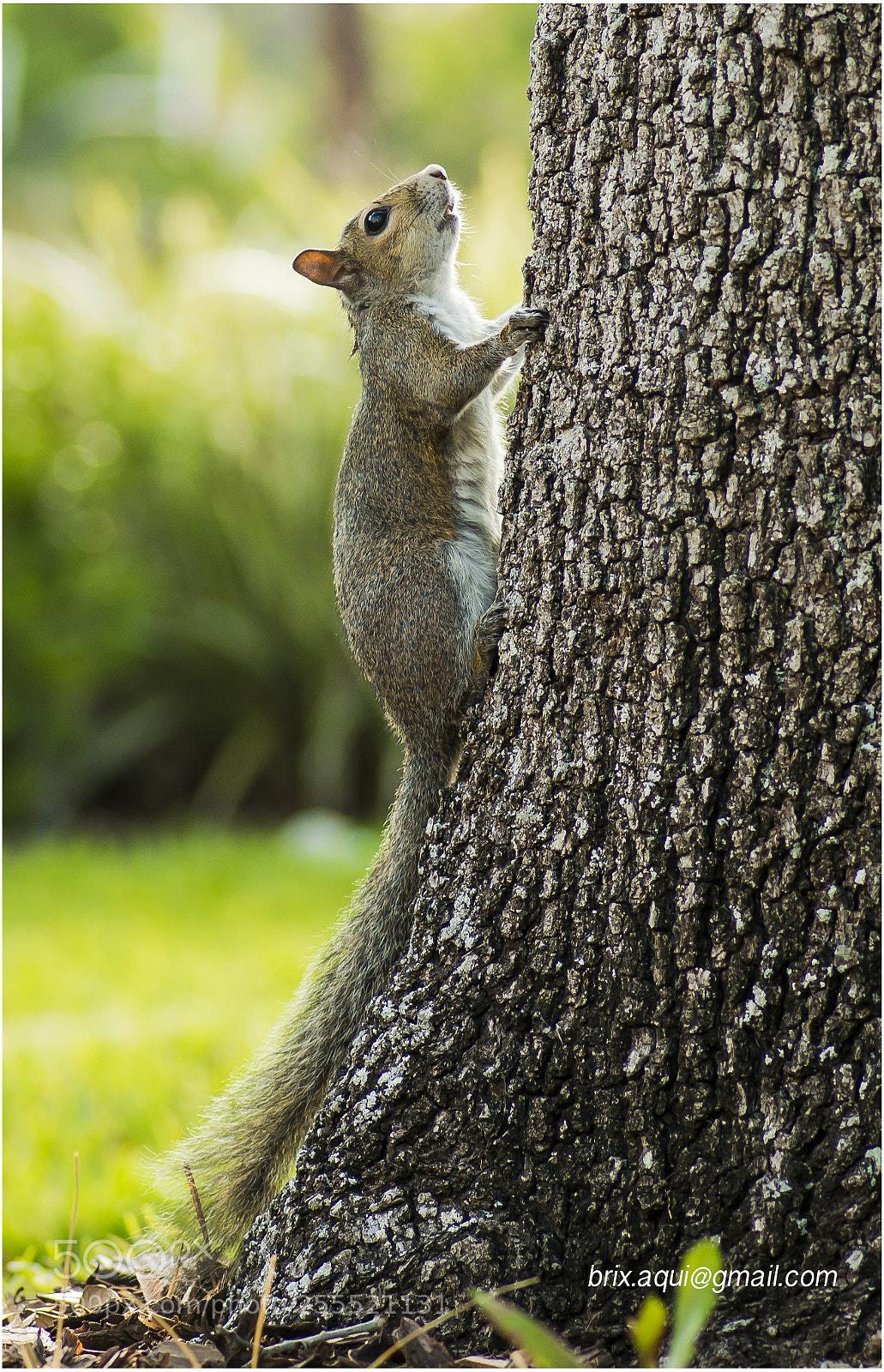 Nikon D800E sample photo. Up there... photography